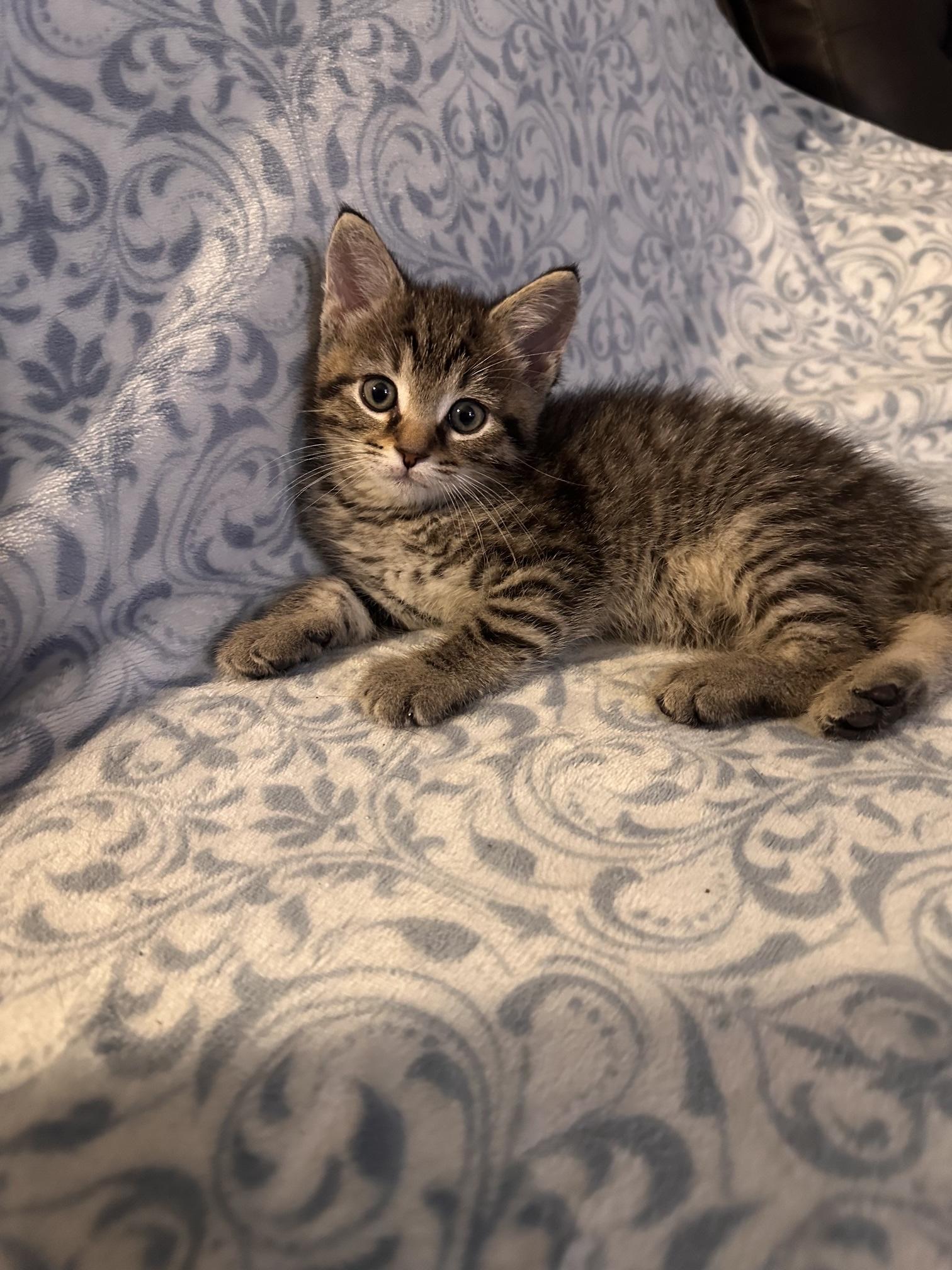 Enlarge Ground Control, a Adopted Domestic Short Hair in Sterling, VA image 3/6