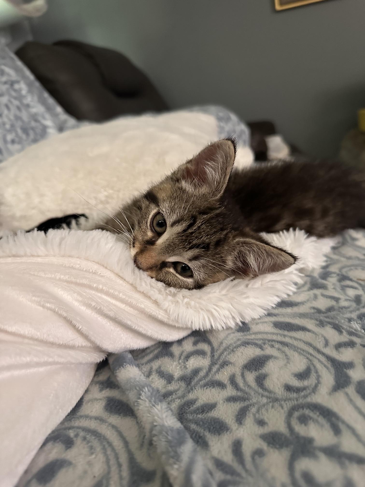 Enlarge Ground Control, a Adopted Domestic Short Hair in Sterling, VA image 2/6
