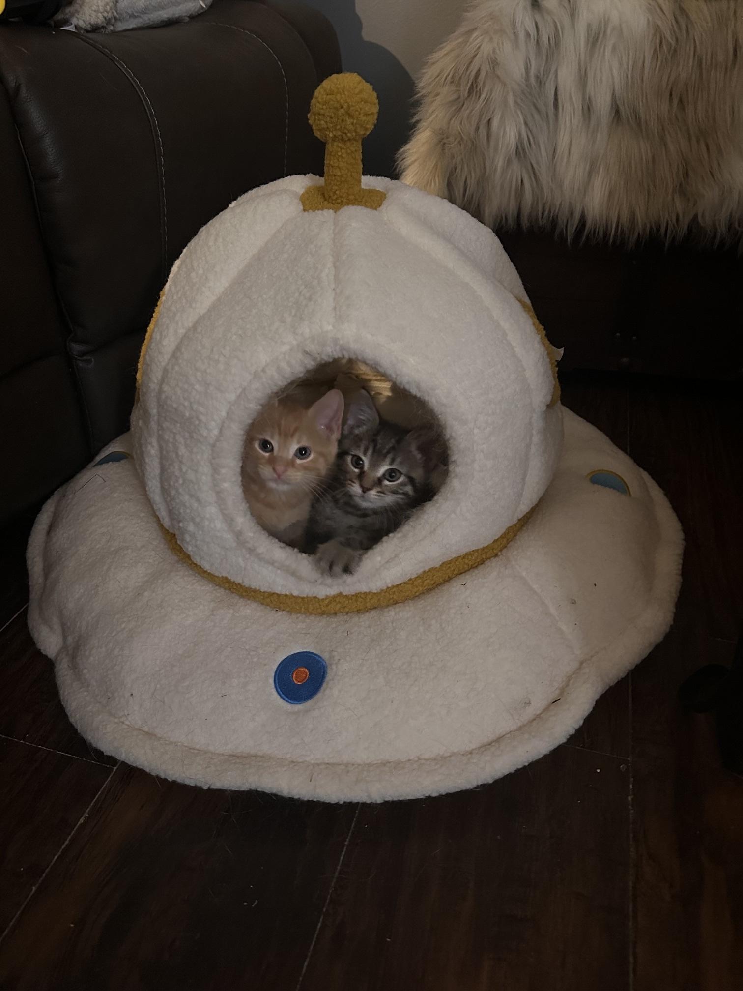 Enlarge Ground Control, a Adopted Domestic Short Hair in Sterling, VA image 4/6