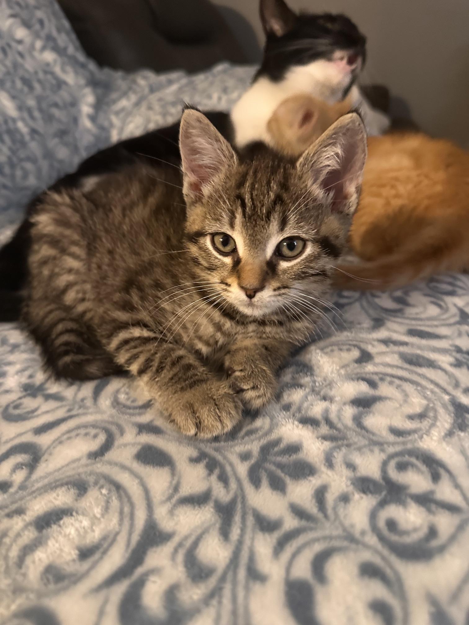 Ground Control, Adopted, Kitten Male Domestic Short Hair.