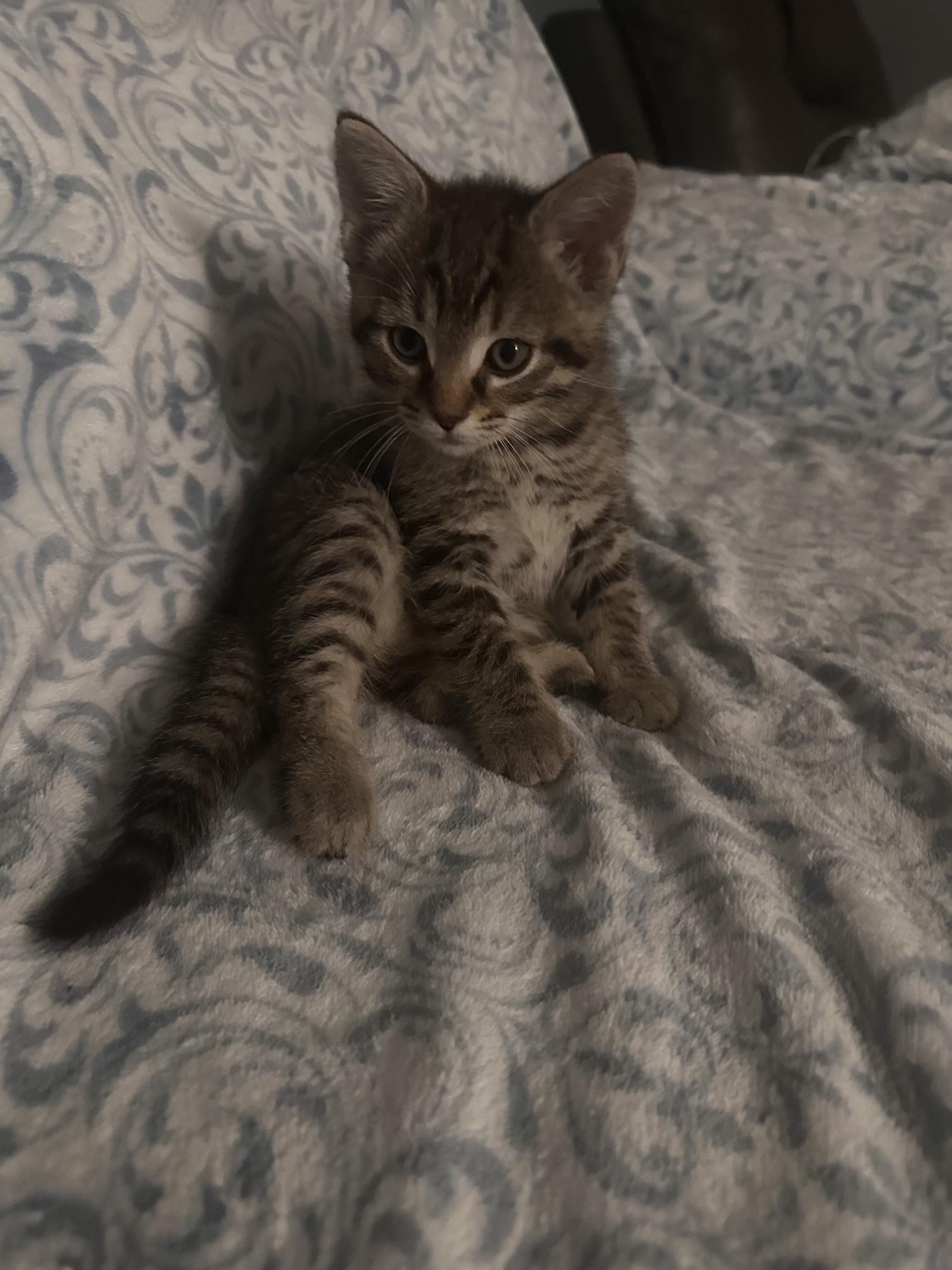 Enlarge Ground Control, a Adopted Domestic Short Hair in Sterling, VA image 5/6