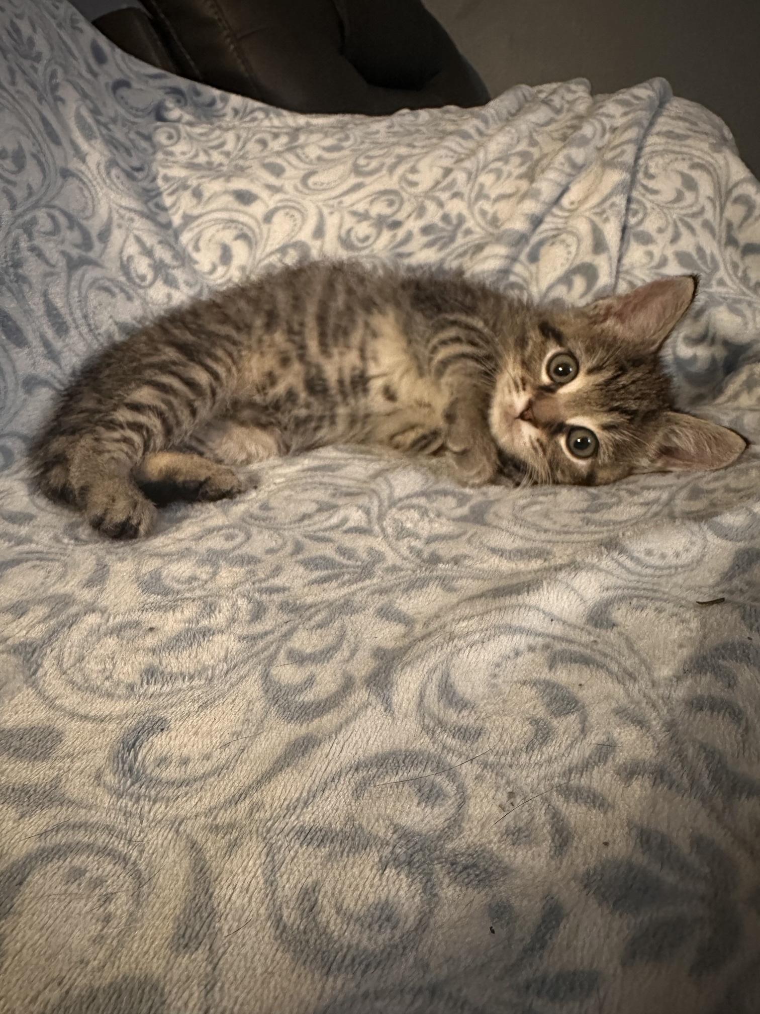 Enlarge Ground Control, a Adopted Domestic Short Hair in Sterling, VA image 6/6