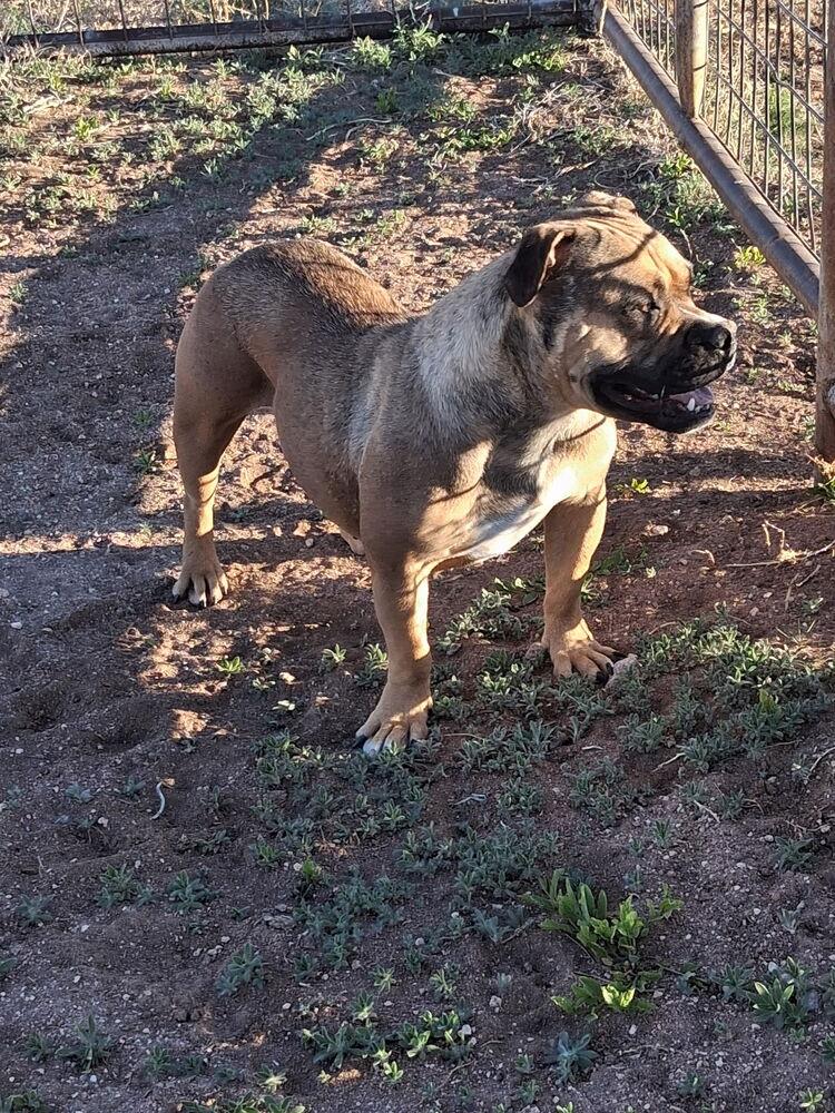 Enlarge Peaches, a Adoptable mixed breed in Mountainair, NM image 1/4