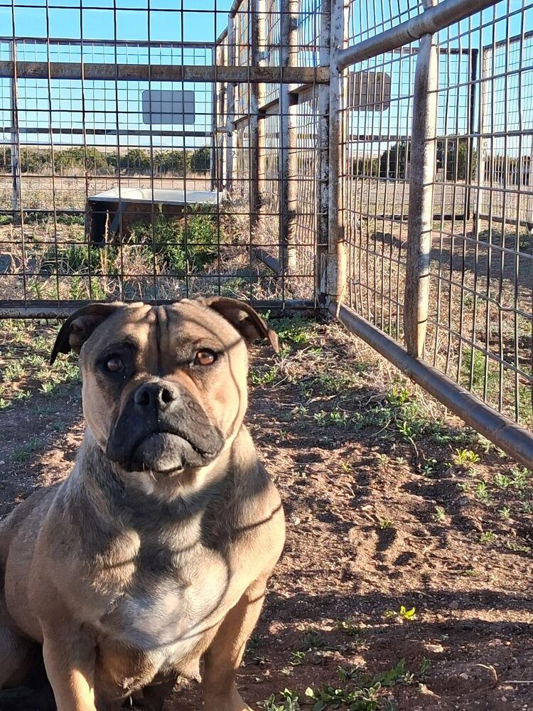 Enlarge Peaches, a Adoptable mixed breed in Mountainair, NM image 3/4