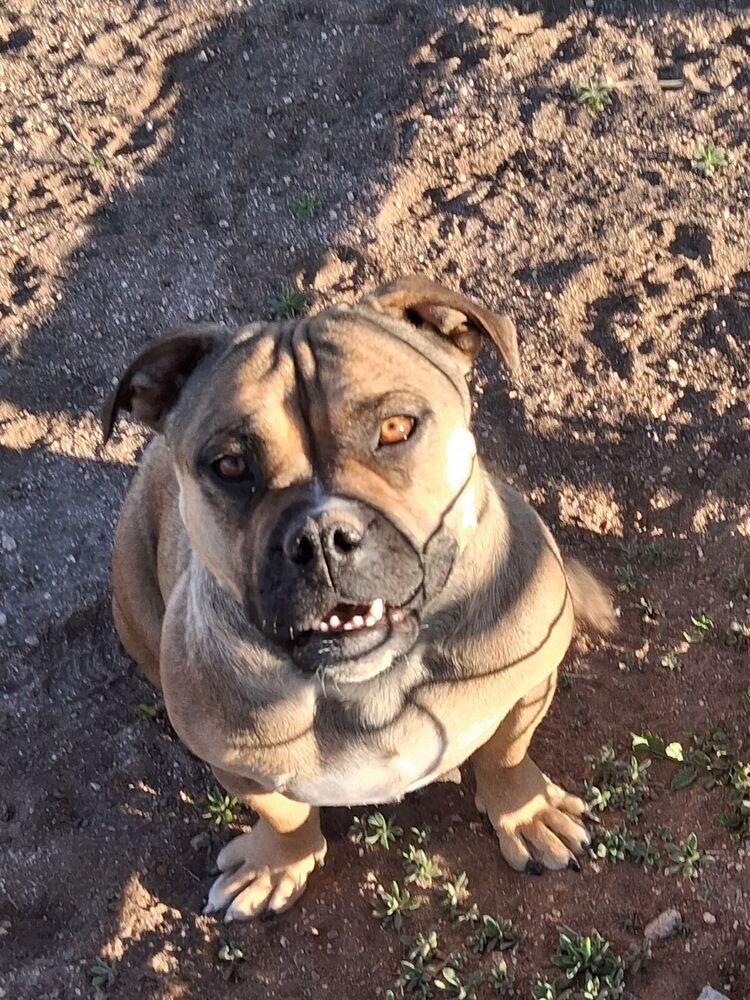 Enlarge Peaches, a Adoptable mixed breed in Mountainair, NM image 4/4