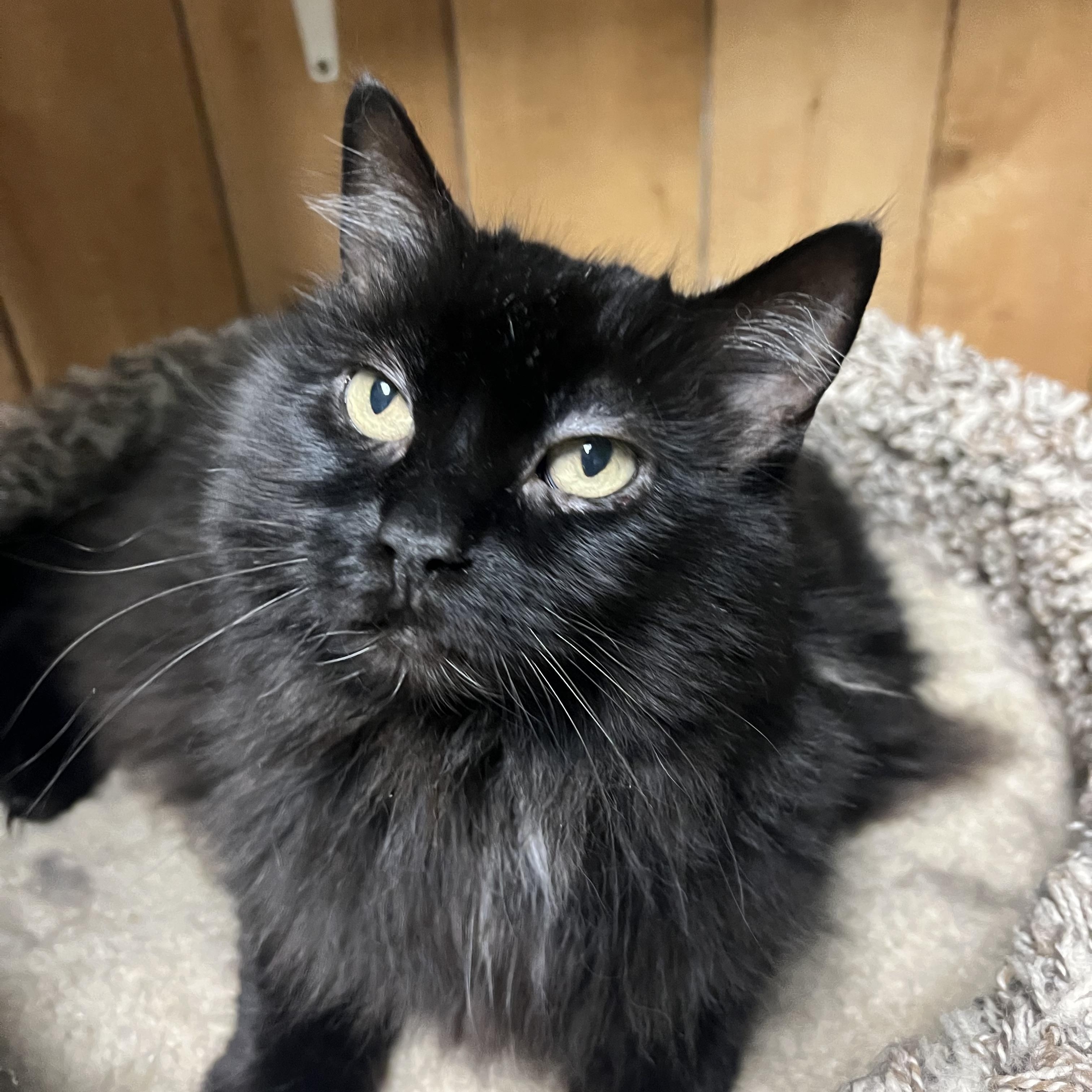Enlarge Cosmo, a Adoptable Domestic Long Hair in Spokane, WA image 3/3