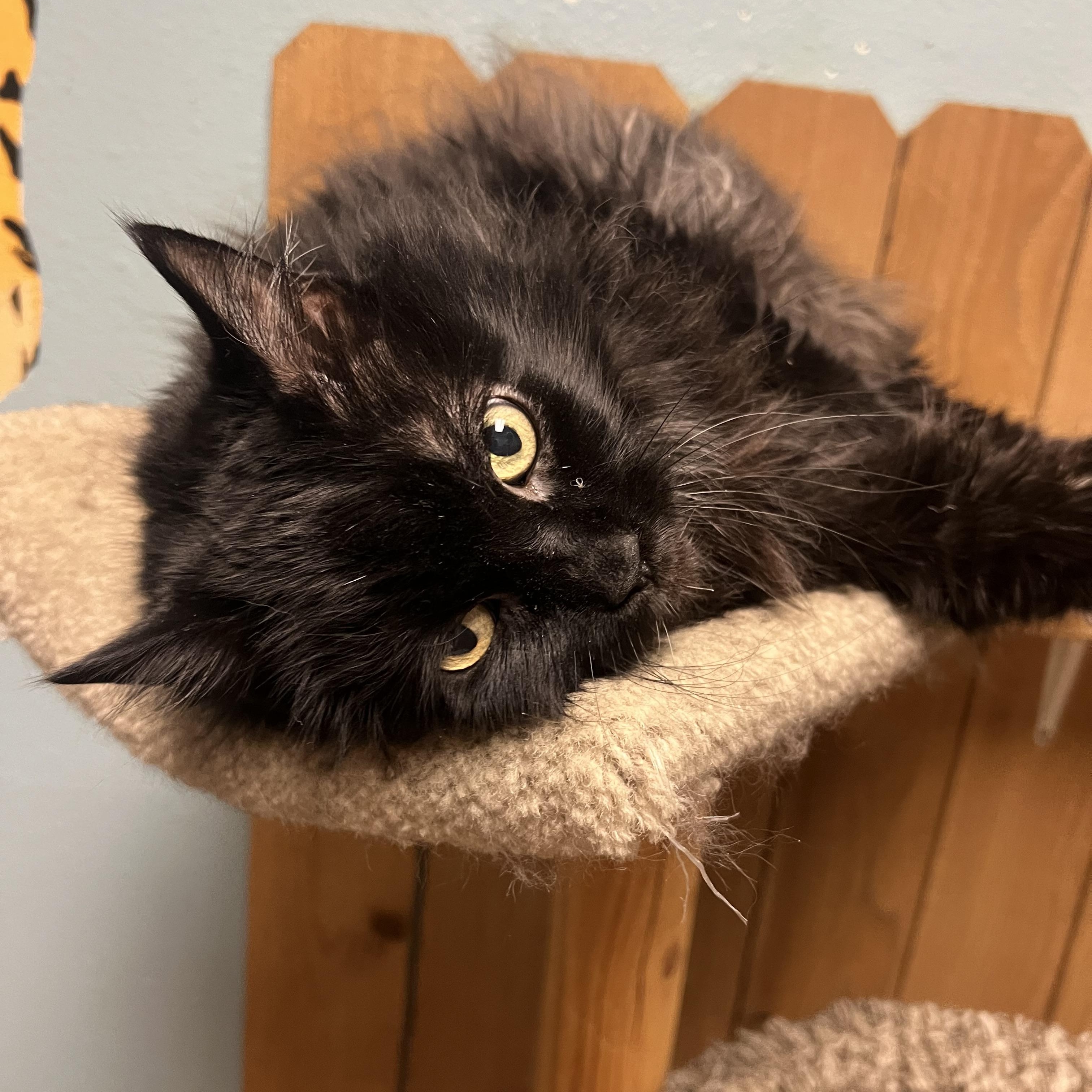 Enlarge Cosmo, a Adoptable Domestic Long Hair in Spokane, WA image 2/3
