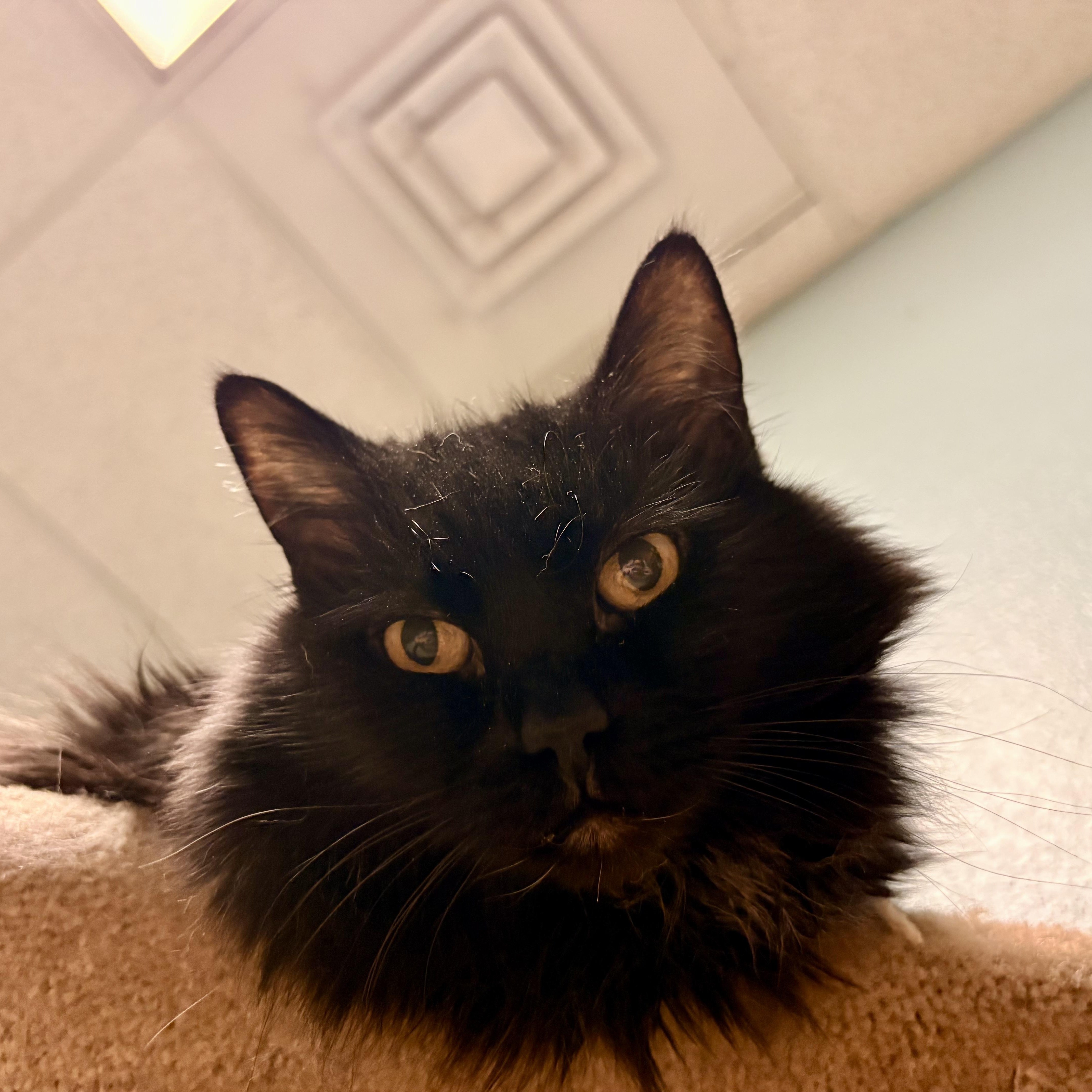 Enlarge Cosmo, a Adoptable Domestic Long Hair in Spokane, WA image 1/3