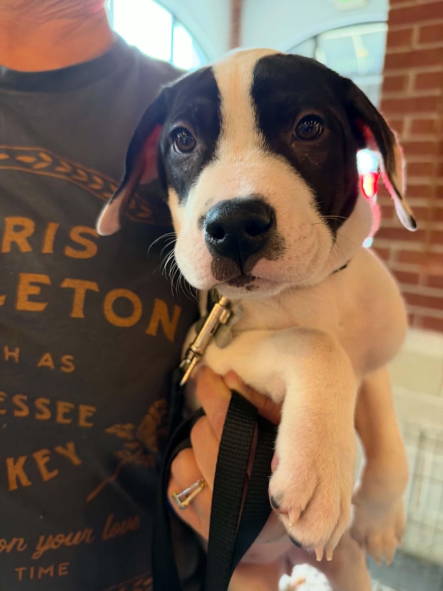Almond Joy  Candy Litter (Trixie mom), Adoptable, Puppy Female Terrier & American Staffordshire Terrier.