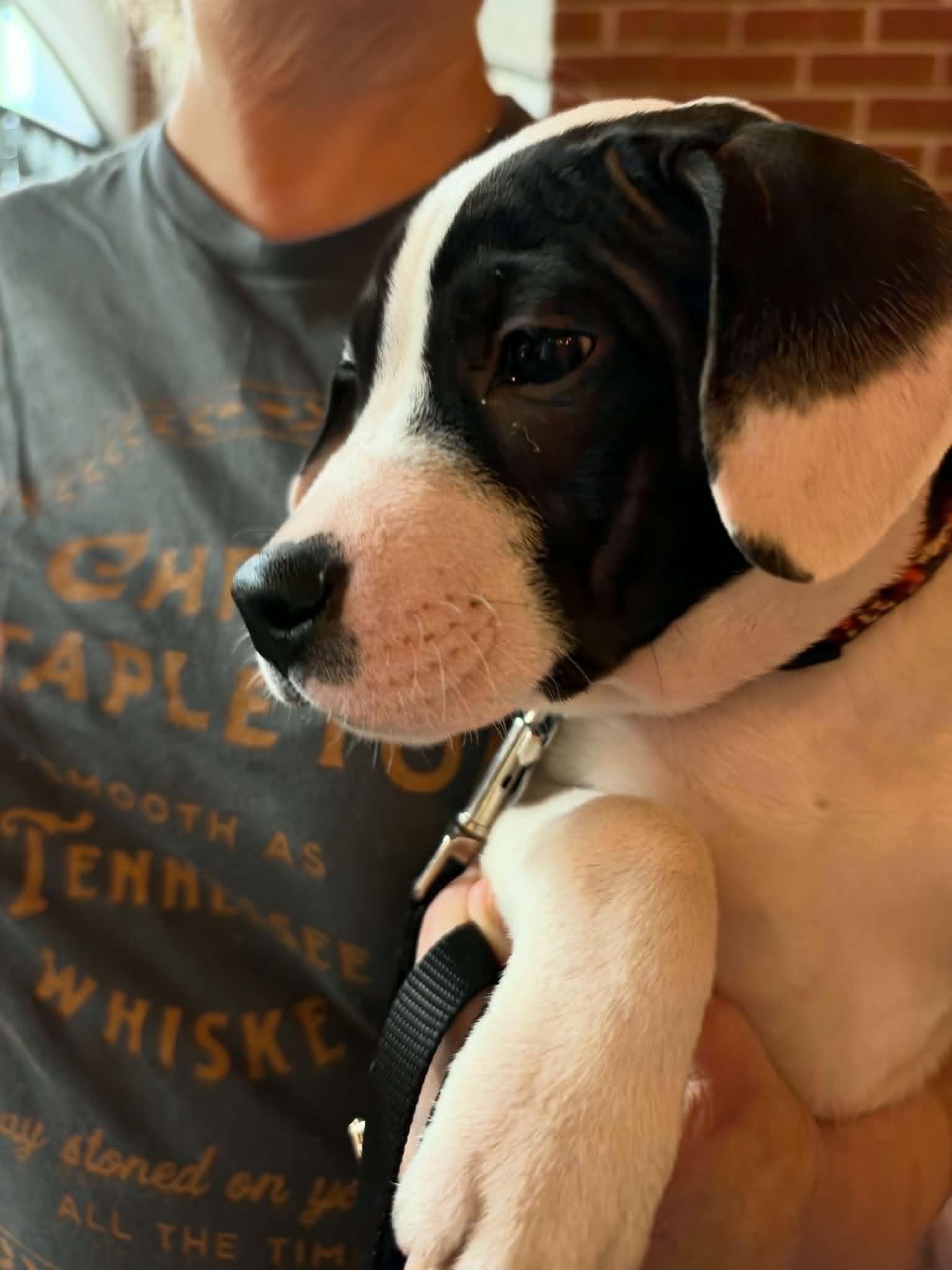 Enlarge Almond Joy  Candy Litter (Trixie mom), a Adoptable mixed breed in Holly Springs, NC image 2/3