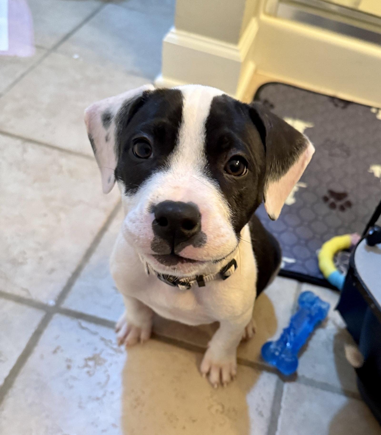 Enlarge Almond Joy  Candy Litter (Trixie mom), a Adoptable mixed breed in Holly Springs, NC image 3/3
