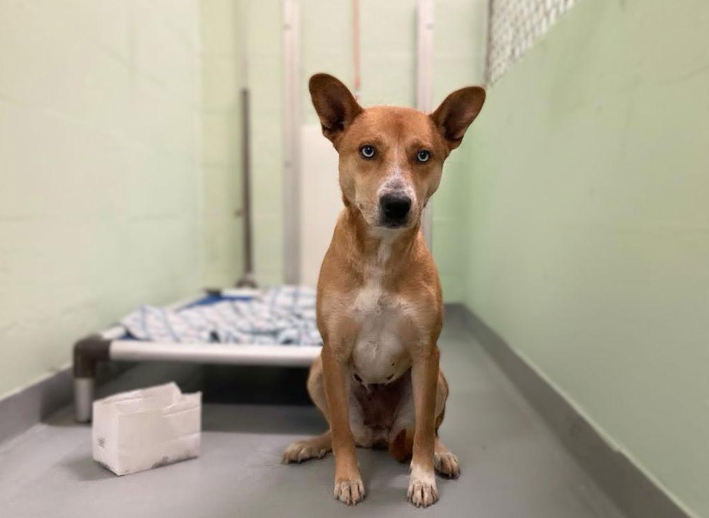 Enlarge Skedaddle, a Adopted Mixed Breed in Durham, NC image 1/1