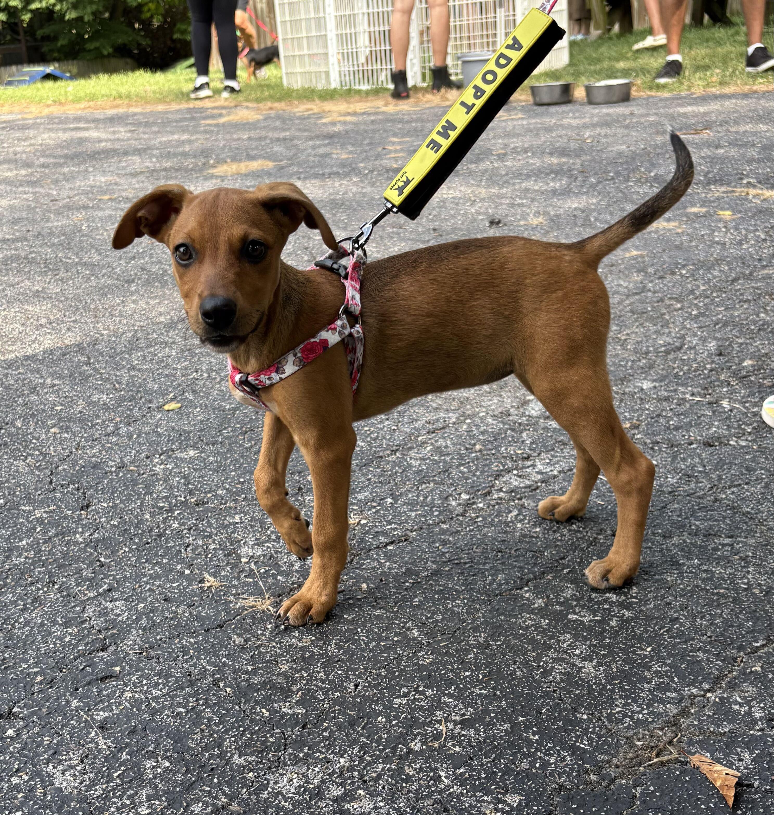 McKenna, a ADOPTABLE mixed breed in Columbia, MD image 4/4