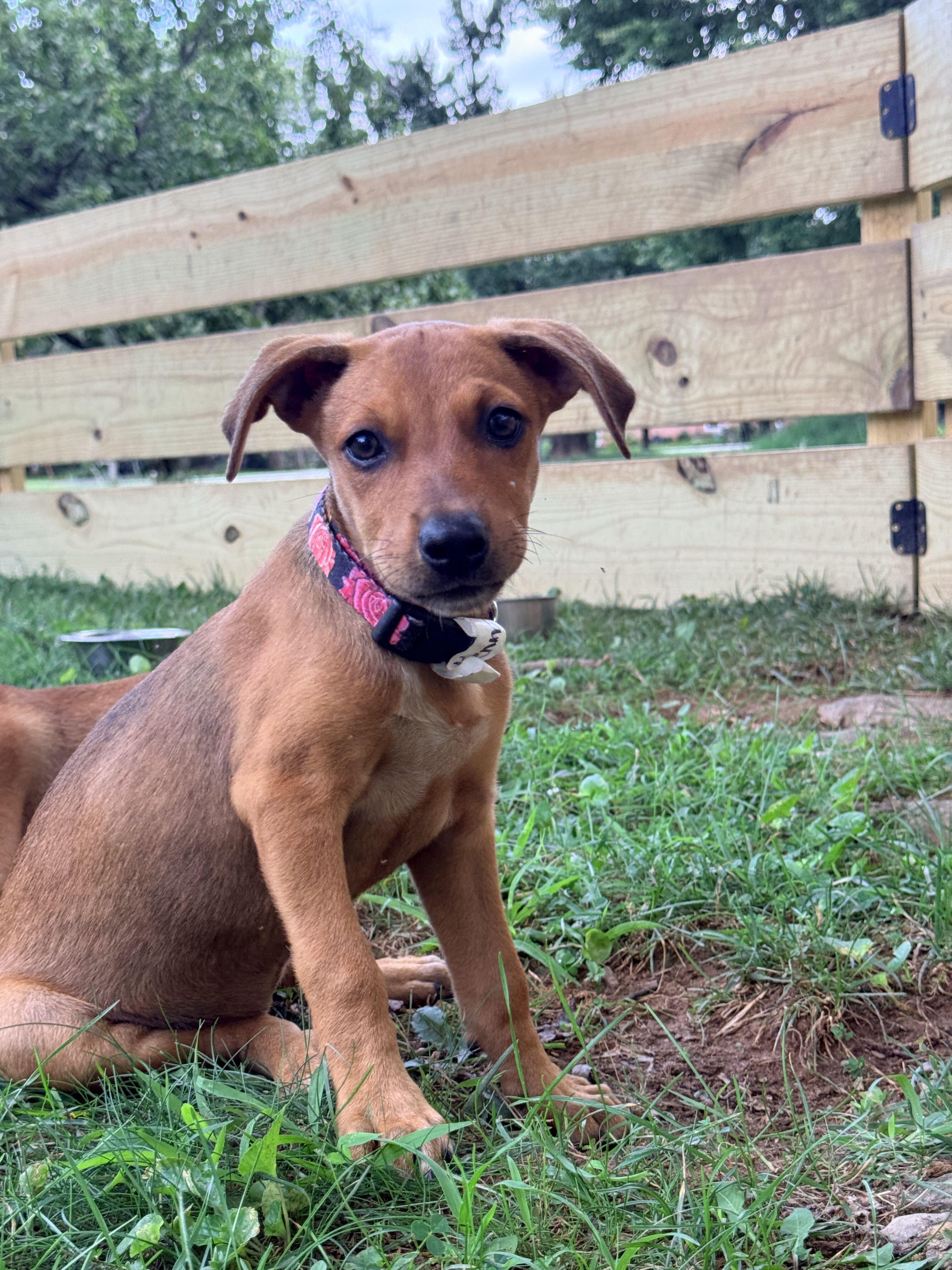 McKenna, a ADOPTABLE mixed breed in Columbia, MD image 2/4