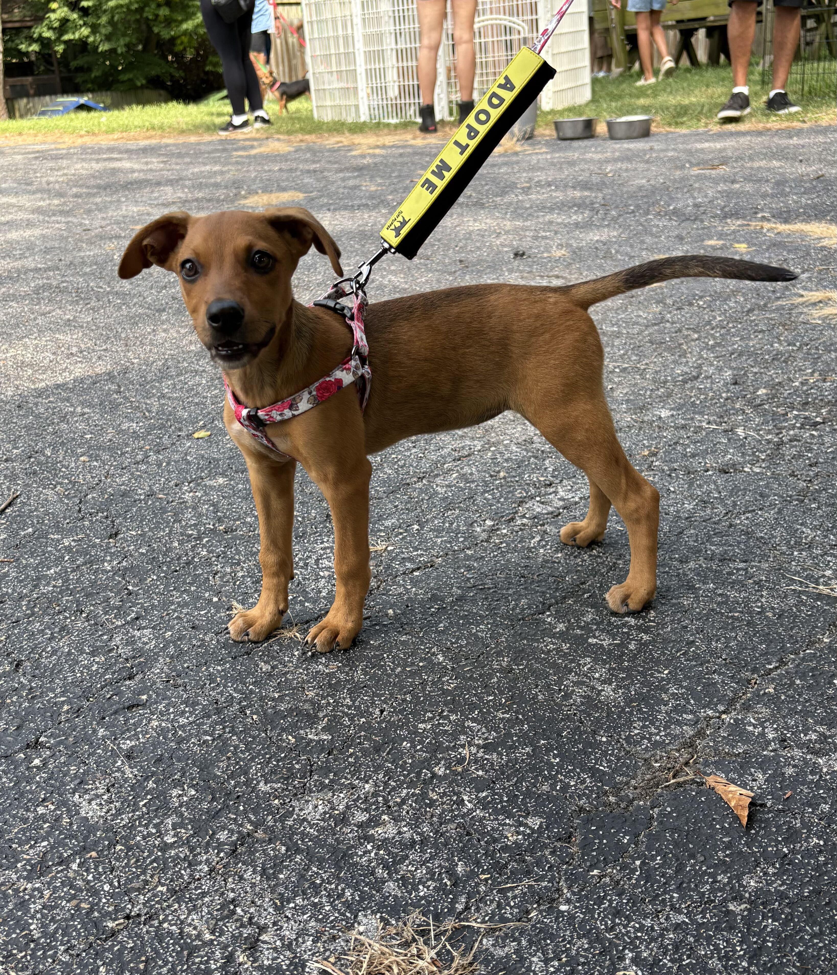 McKenna, a ADOPTABLE mixed breed in Columbia, MD image 1/4