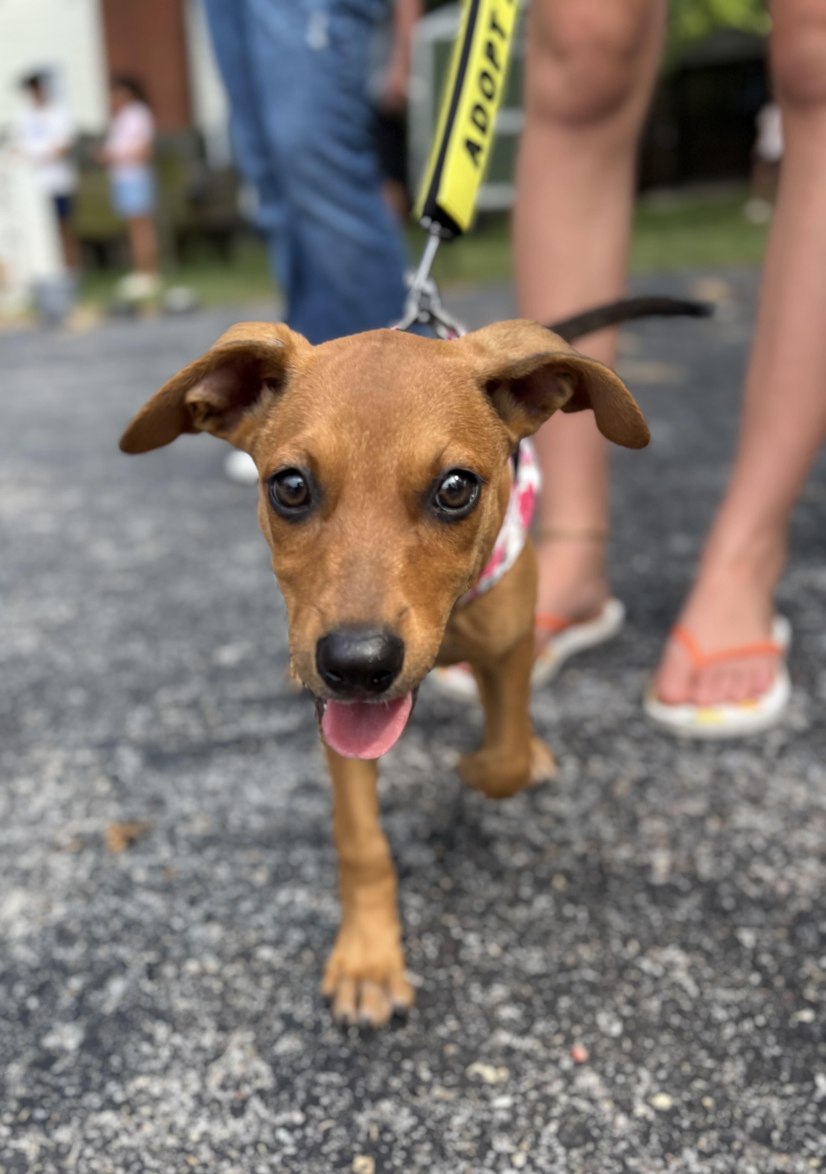 McKenna, a ADOPTABLE mixed breed in Columbia, MD image 3/4