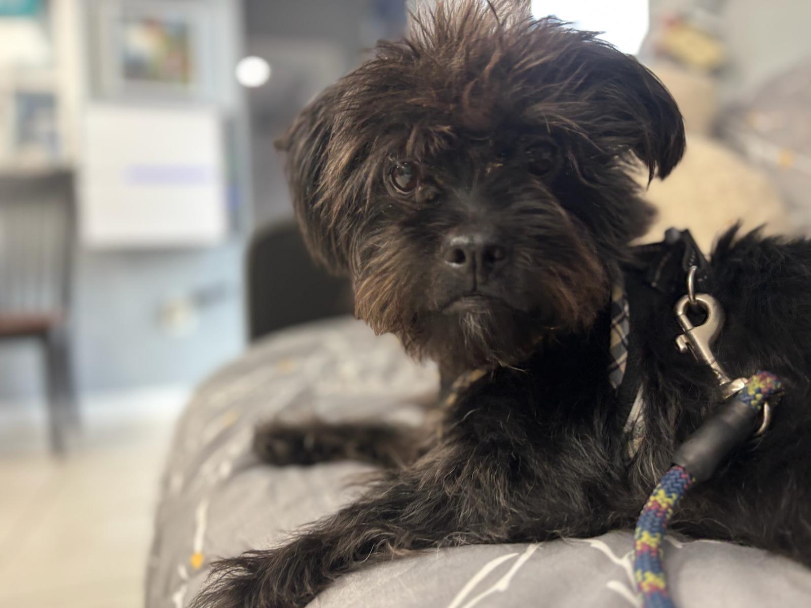 Prince, a Adoptable mixed breed in Medford, NY image 1/4