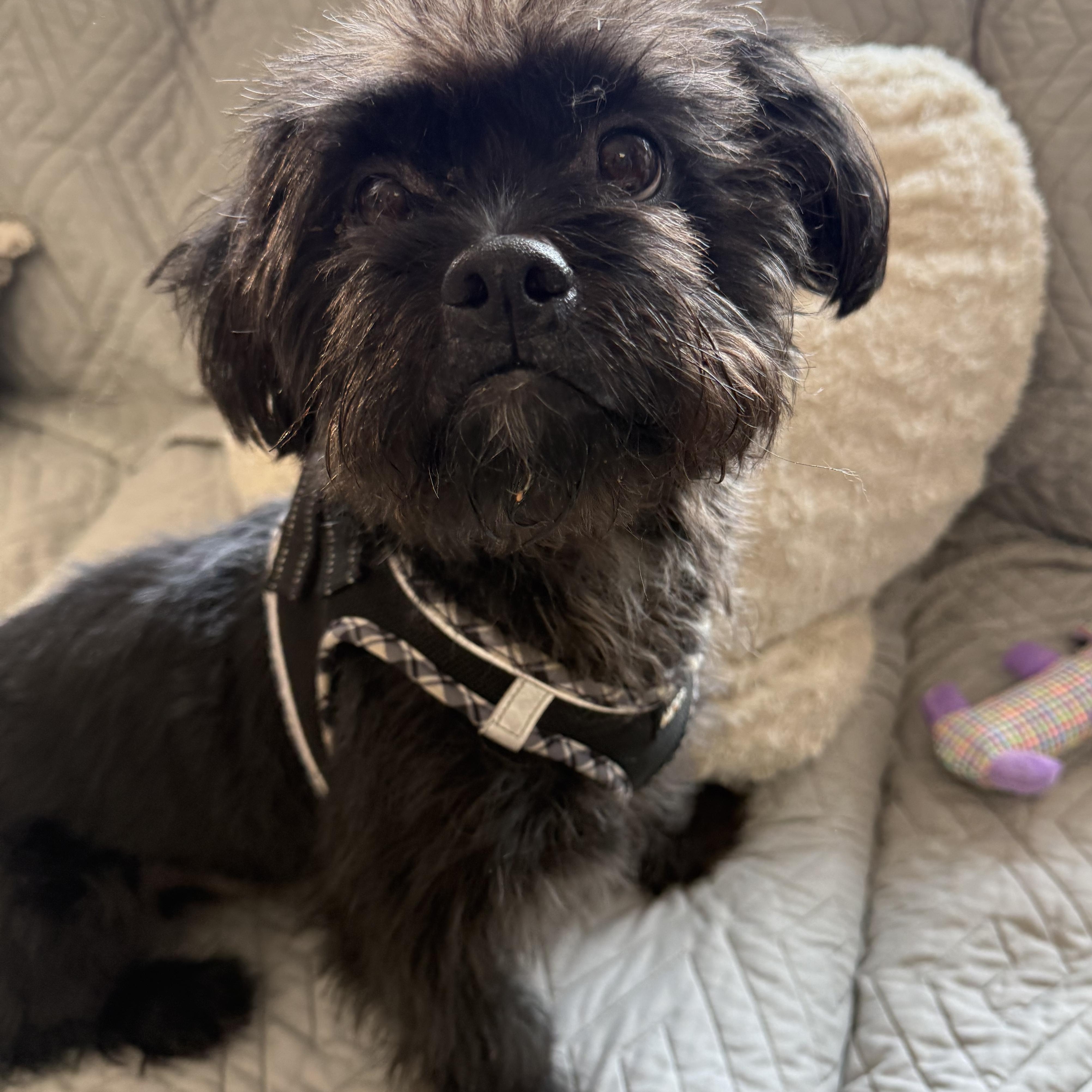 Prince, a Adoptable mixed breed in Medford, NY image 2/4