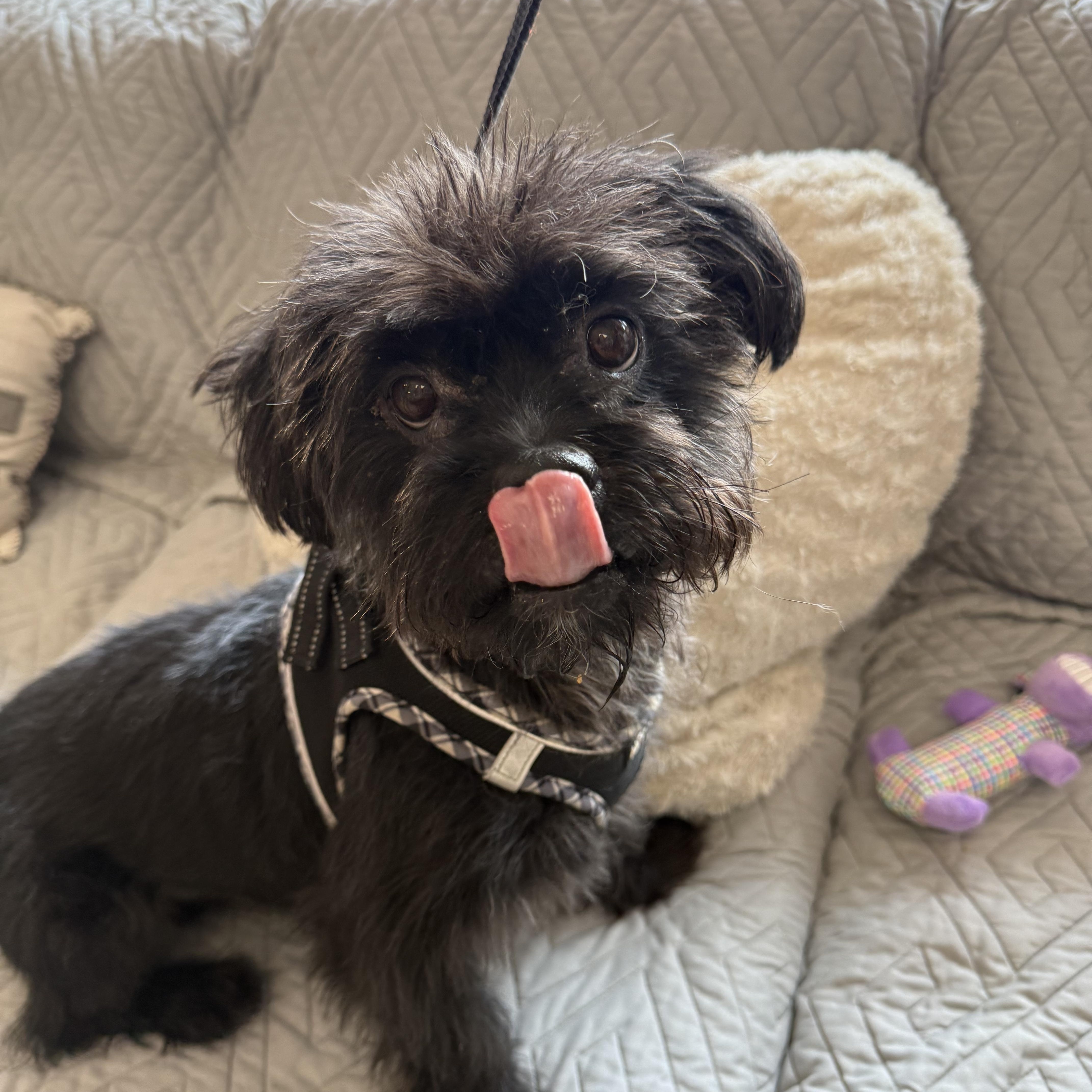 Prince, a Adoptable mixed breed in Medford, NY image 3/4