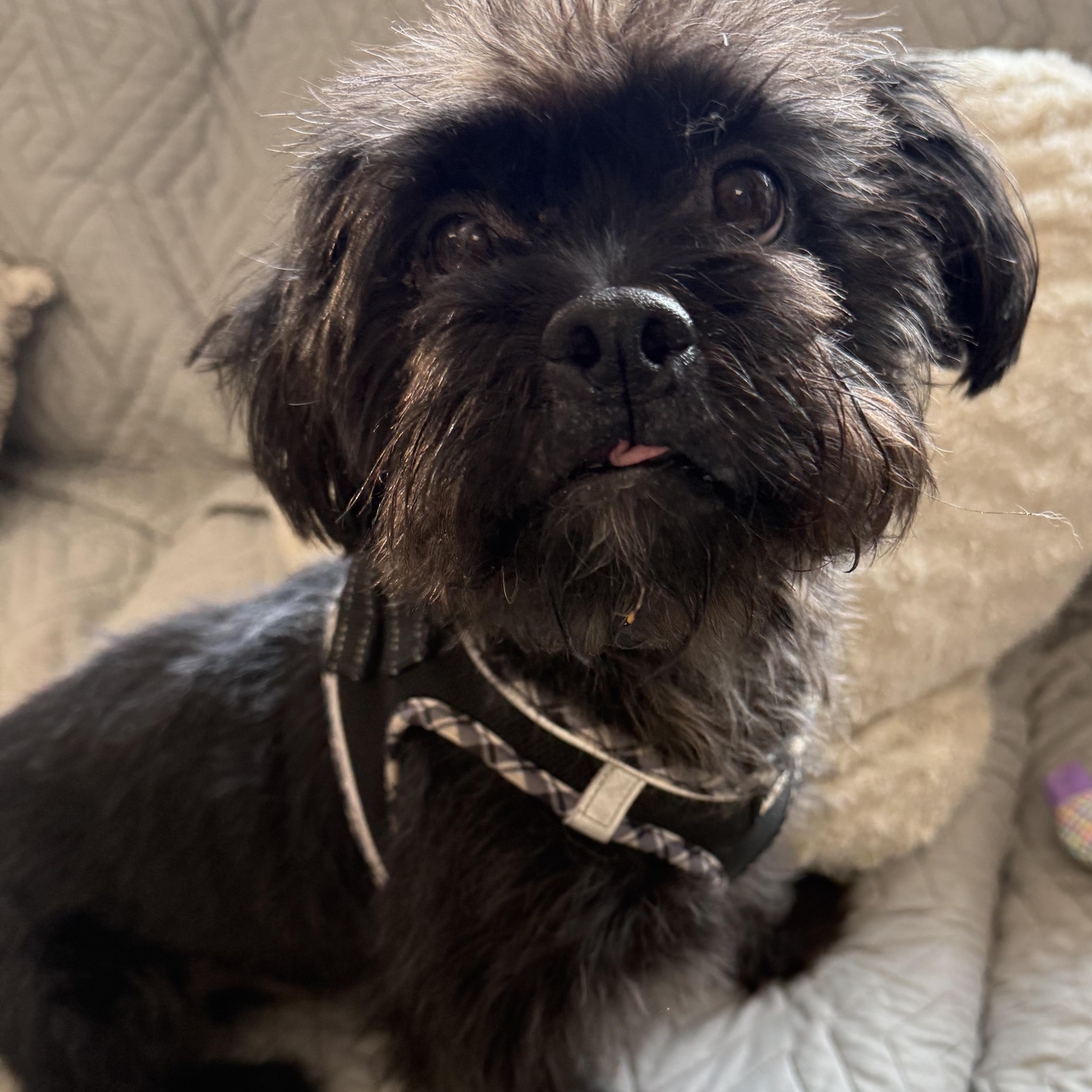 Prince, a Adoptable mixed breed in Medford, NY image 4/4