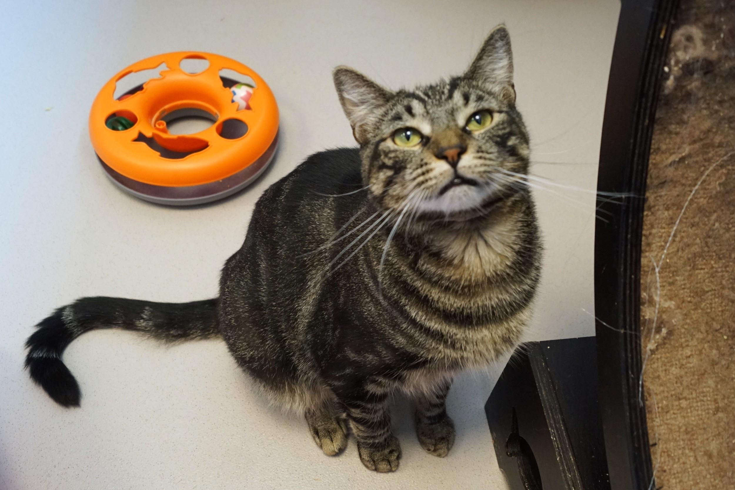 Eragon, a Adoptable Tabby in New Milford, CT image 4/6