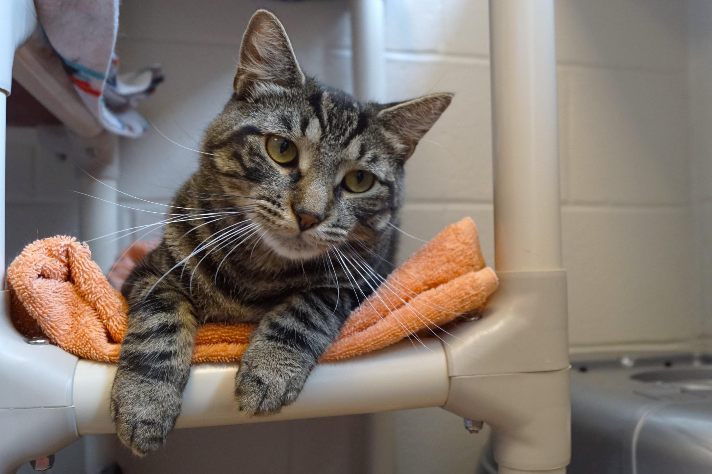Eragon, a Adoptable Tabby in New Milford, CT image 5/6