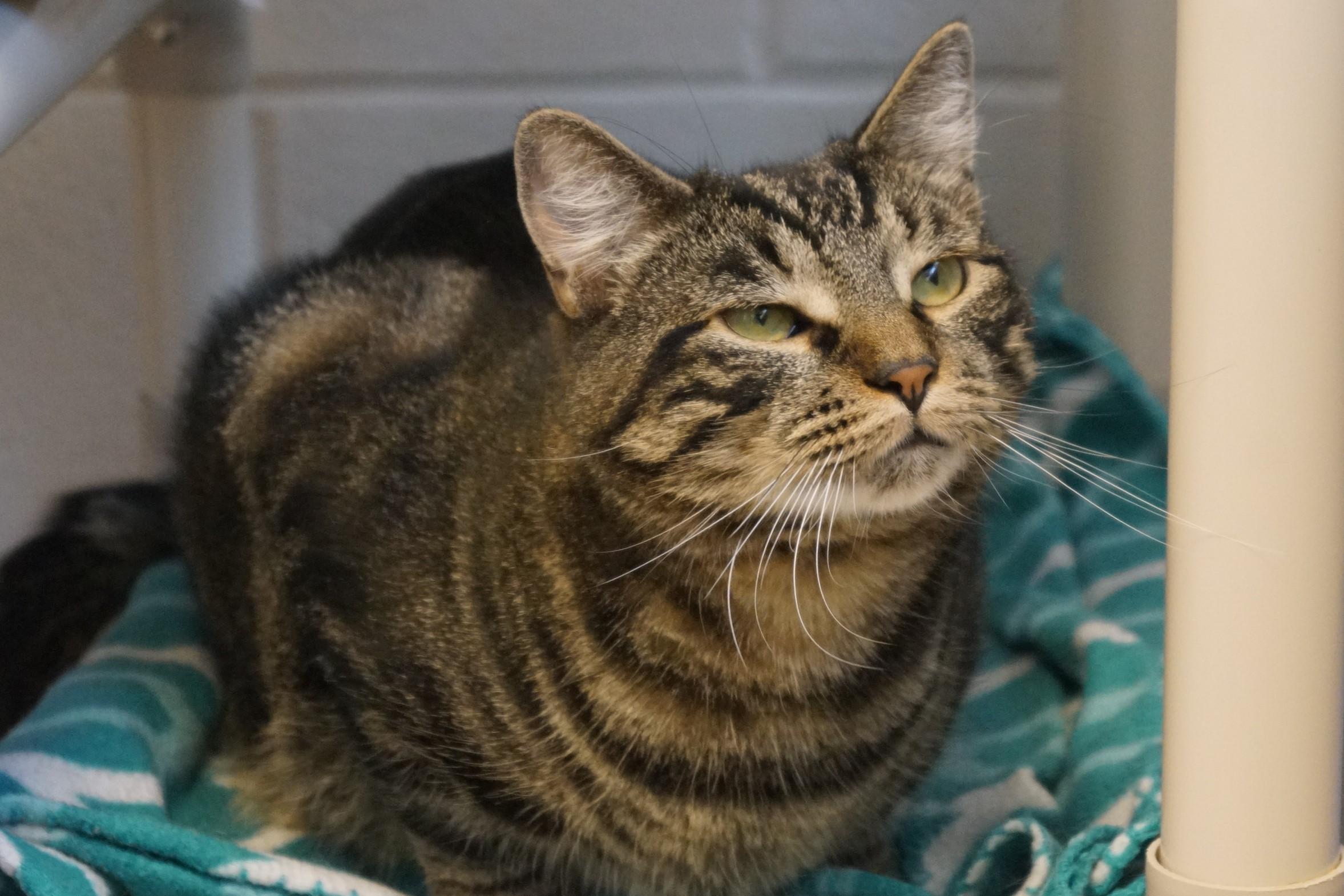 Eragon, a Adoptable Tabby in New Milford, CT image 1/6