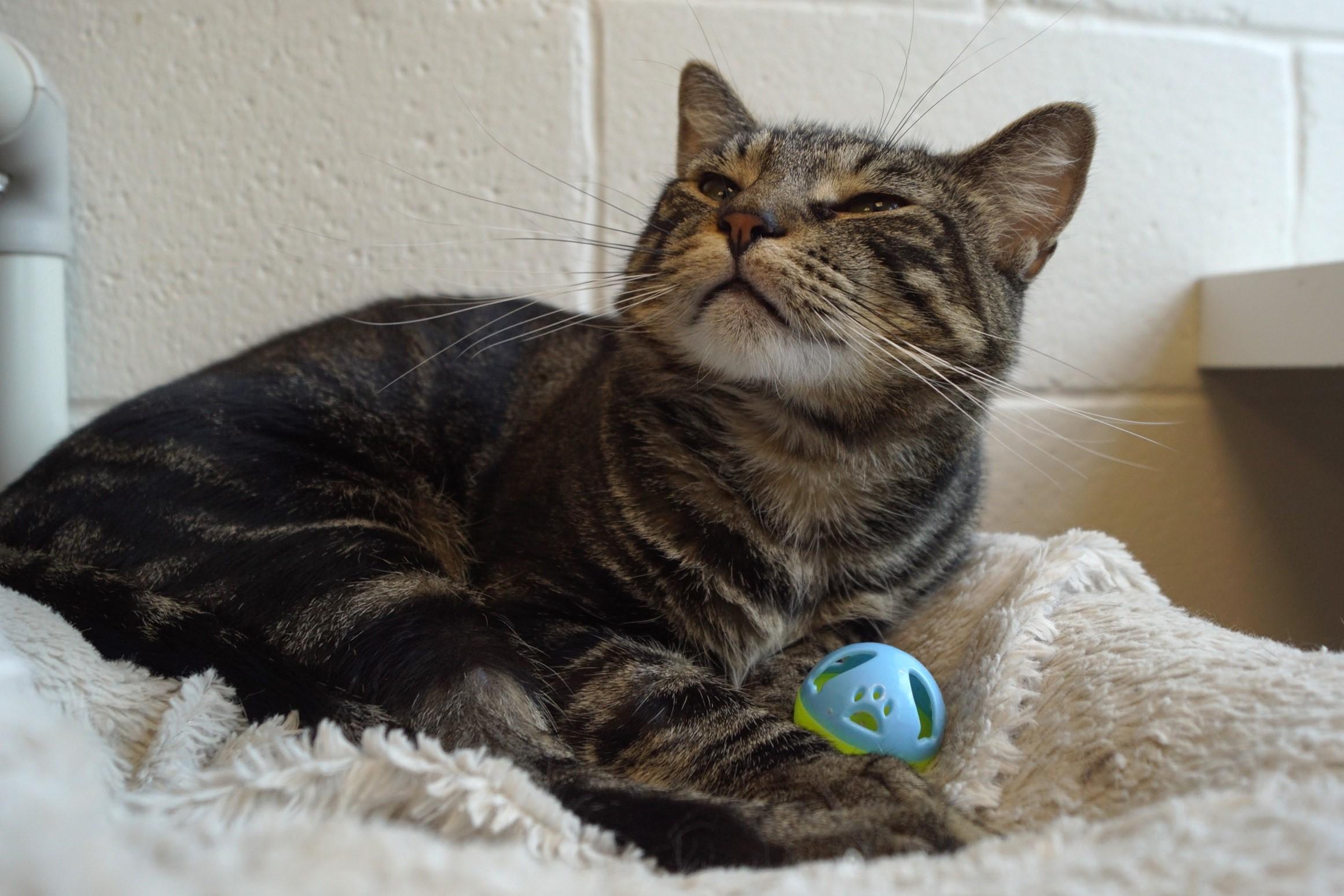 Eragon, a Adoptable Tabby in New Milford, CT image 2/6