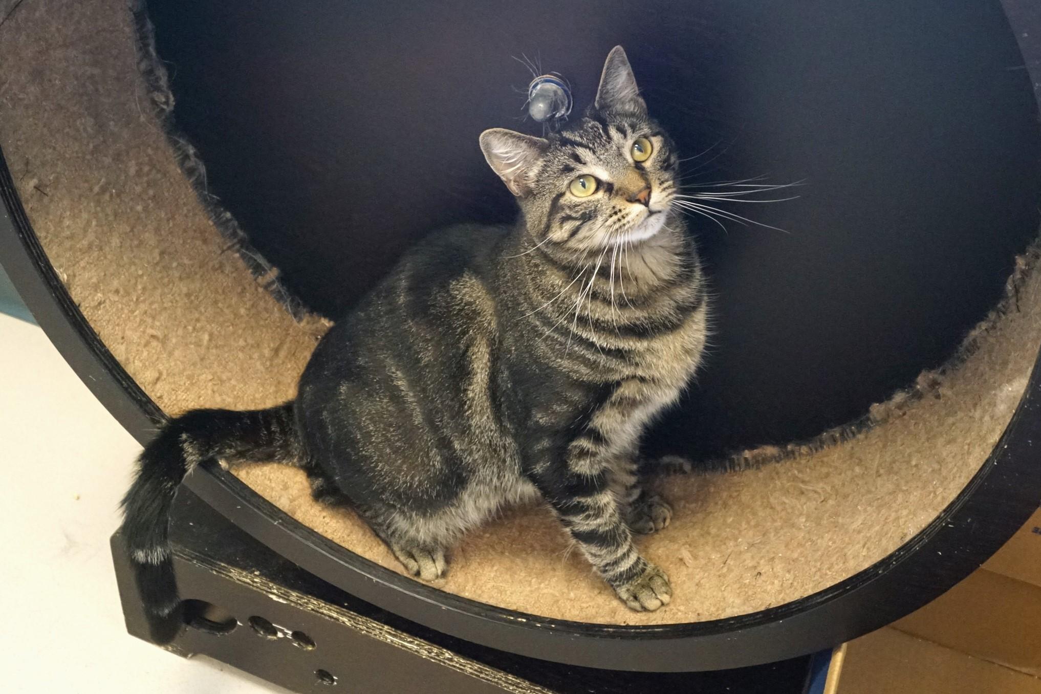 Eragon, a Adoptable Tabby in New Milford, CT image 3/6