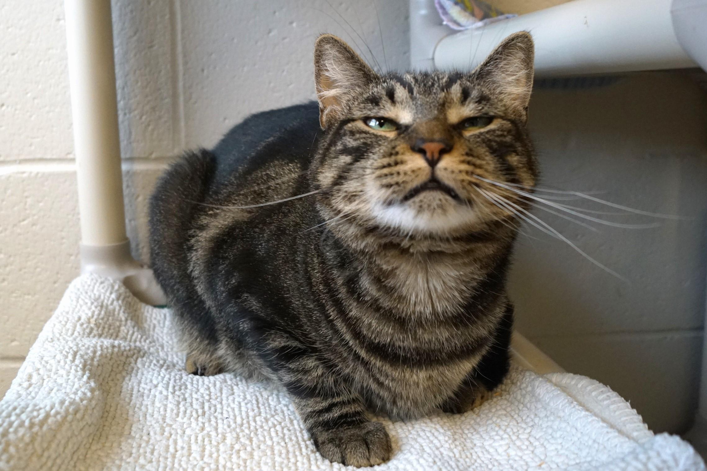 Eragon, a Adoptable Tabby in New Milford, CT image 6/6