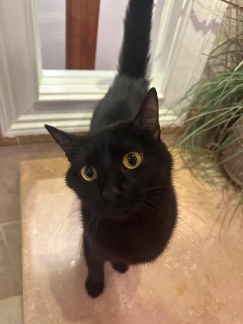 Charm, adopted, Young Female American Shorthair.