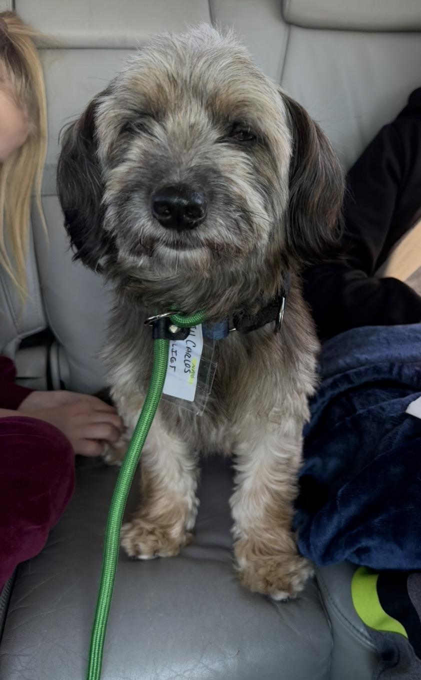 Enlarge Carlos, a Adoptable mixed breed in Naperville, IL image 4/6