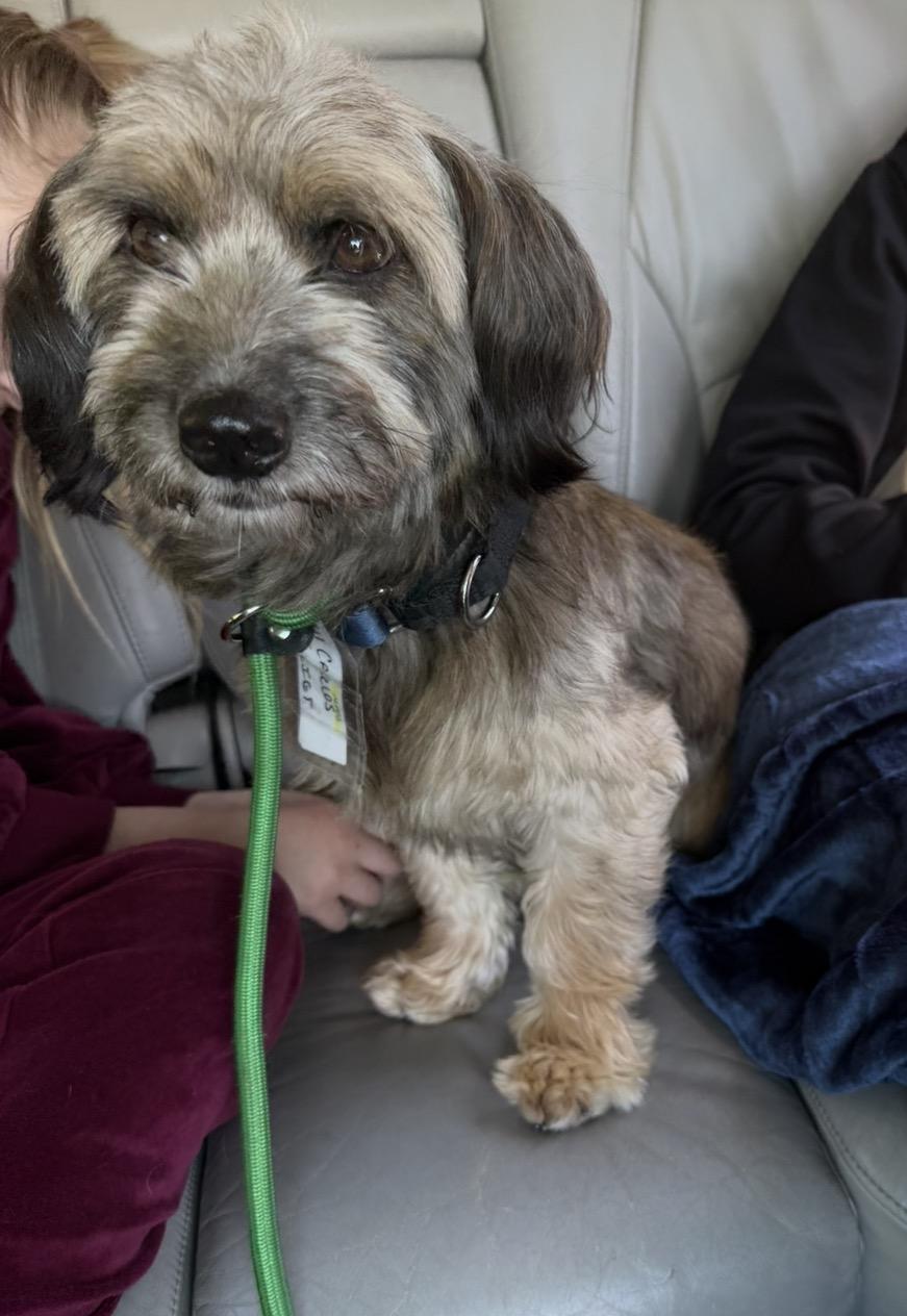 Enlarge Carlos, a Adoptable mixed breed in Naperville, IL image 2/6