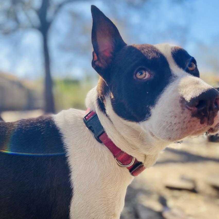 Enlarge Shan Yang PC, a Adoptable mixed breed in Newark, DE image 1/4