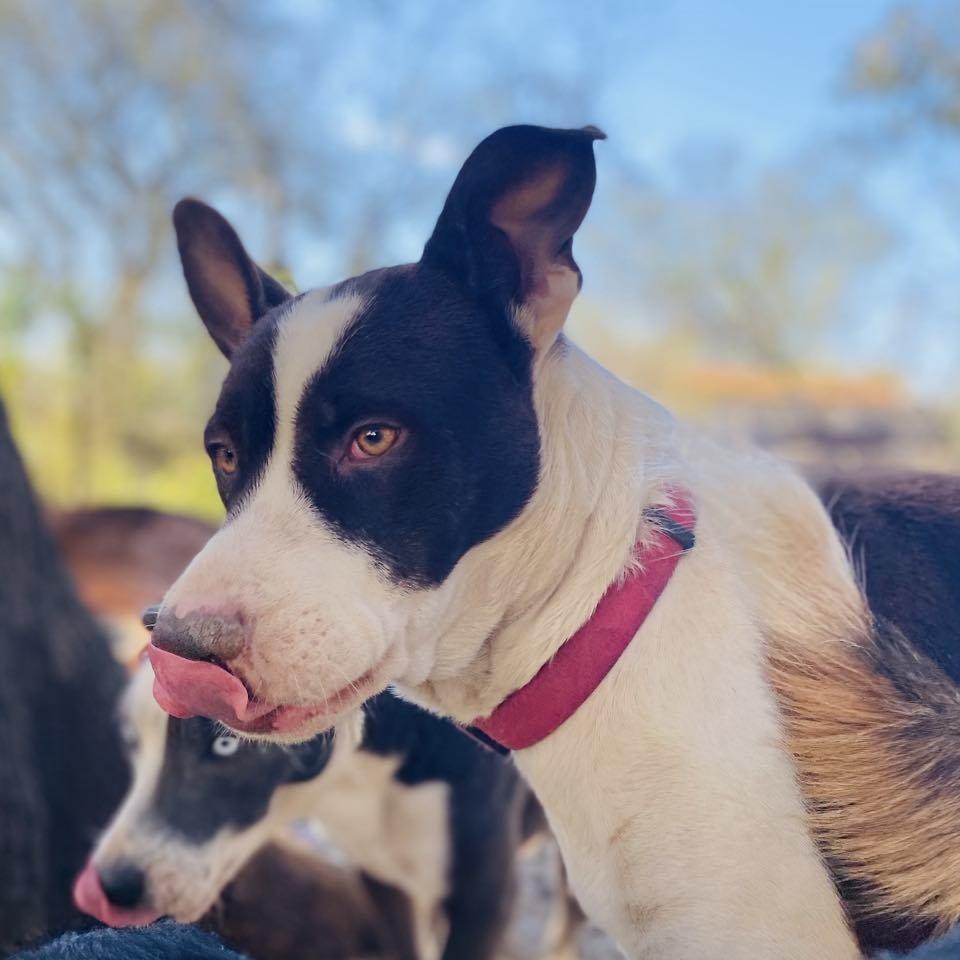 Enlarge Shan Yang PC, a Adoptable mixed breed in Newark, DE image 2/4