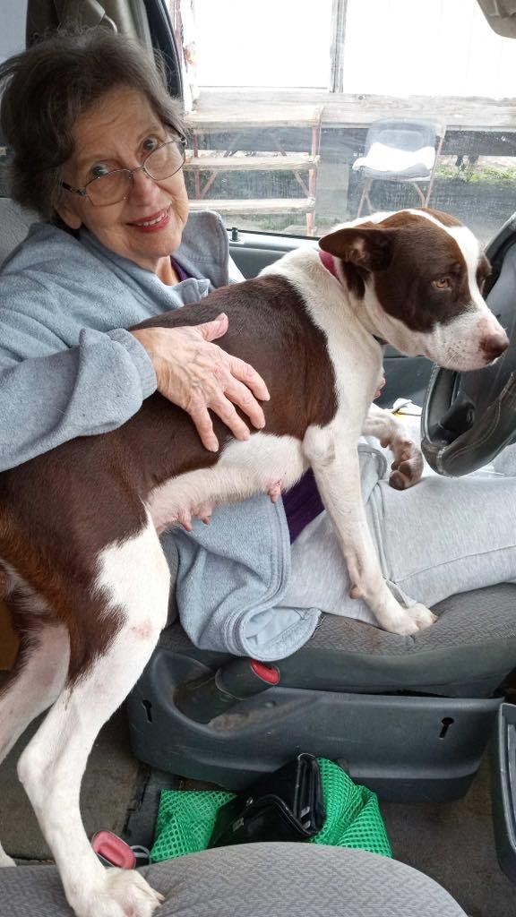 Enlarge Shan Yang PC, a Adoptable mixed breed in Newark, DE image 4/4