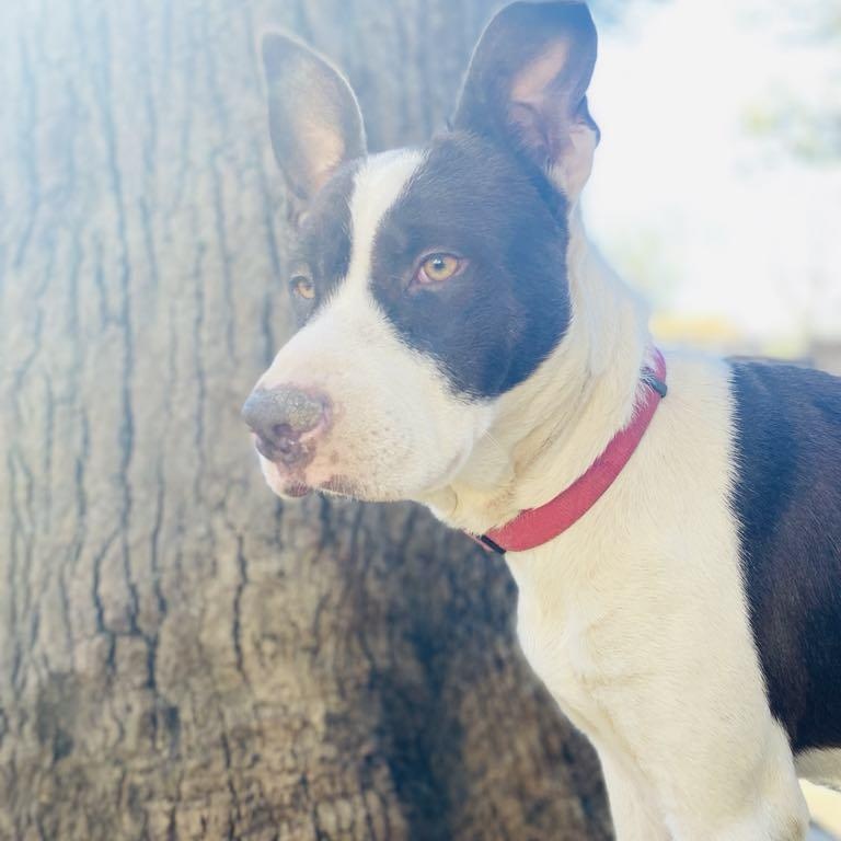 Enlarge Shan Yang PC, a Adoptable mixed breed in Newark, DE image 3/4