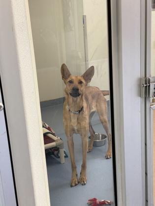 Enlarge Nala, a ADOPTABLE Mixed Breed in Missoula, MT image 2/2