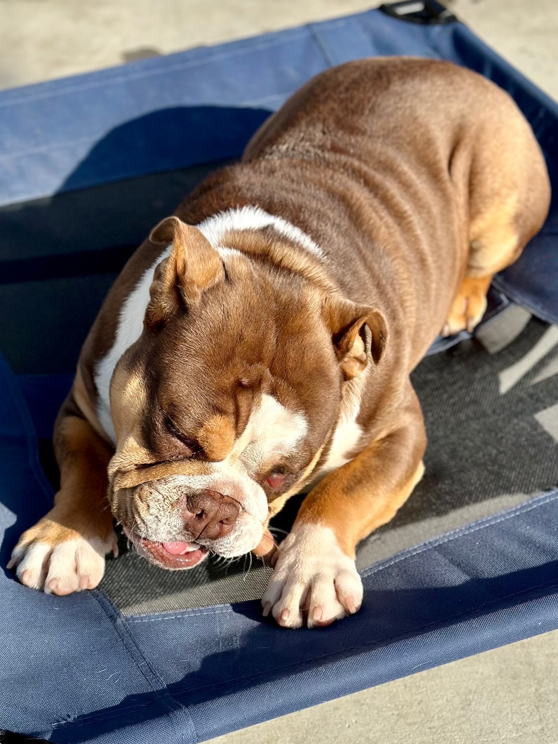 Dog for adoption Wilbur, an English Bulldog in Orange, CA Petfinder