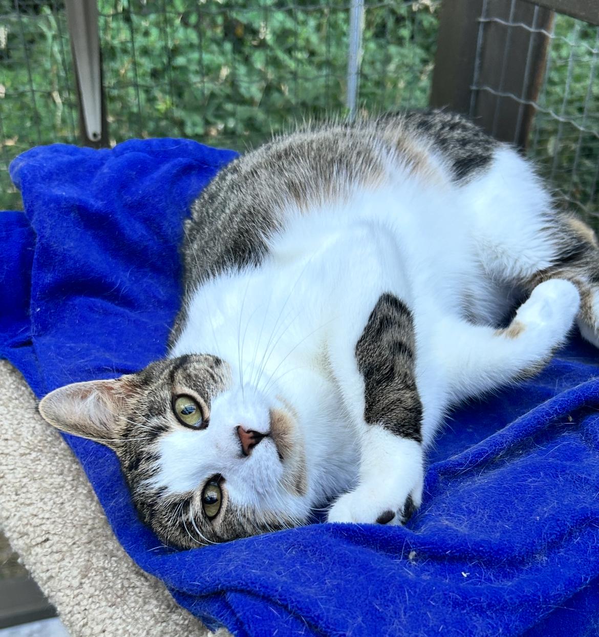Canopy (Bonded with Burble), a Adoptable Tabby in Maple Ridge, BC image 2/6