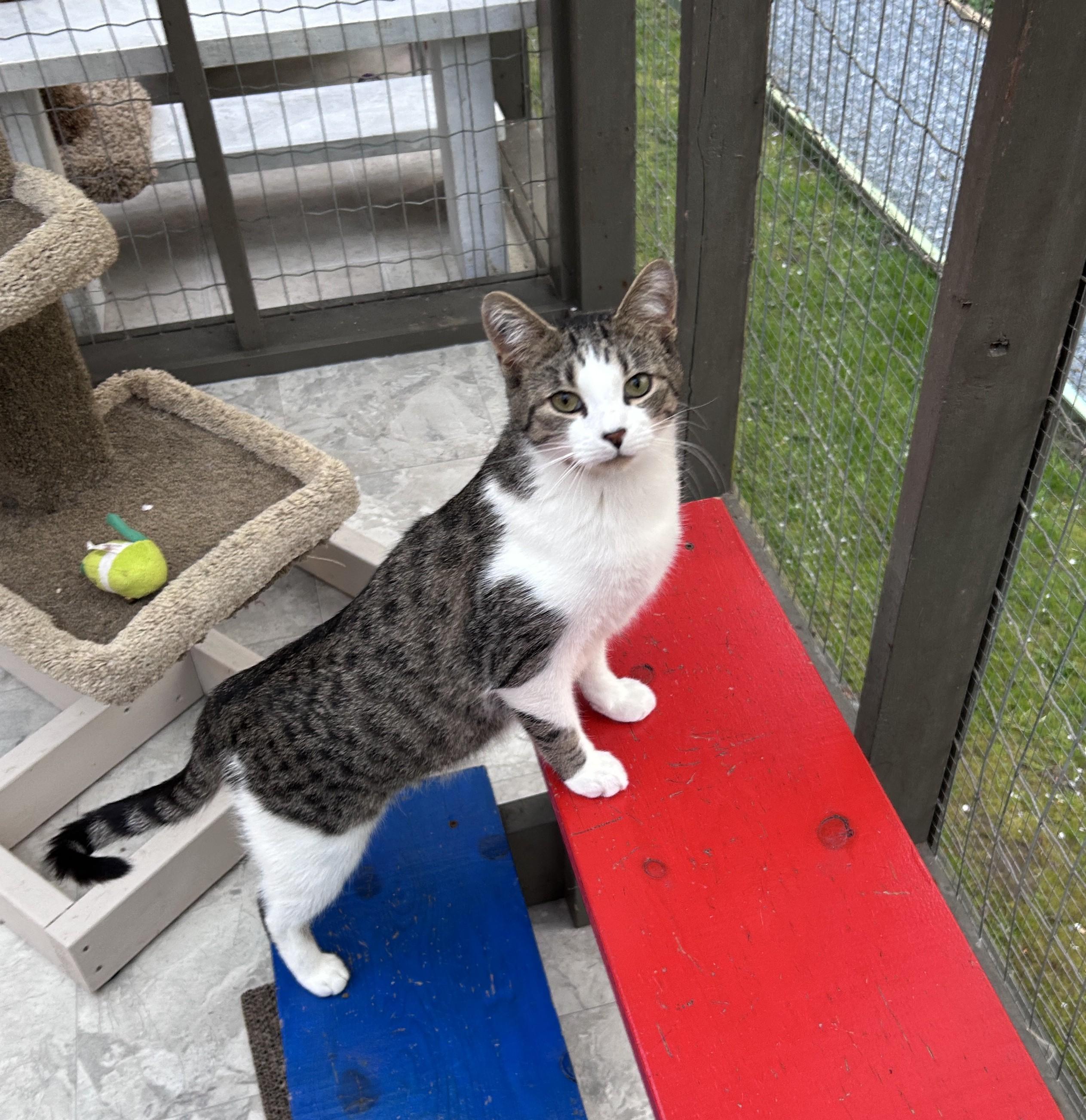 Canopy (Bonded with Burble), an adoptable Tabby in Maple Ridge, BC, V2W 1A4 | Photo Image 5