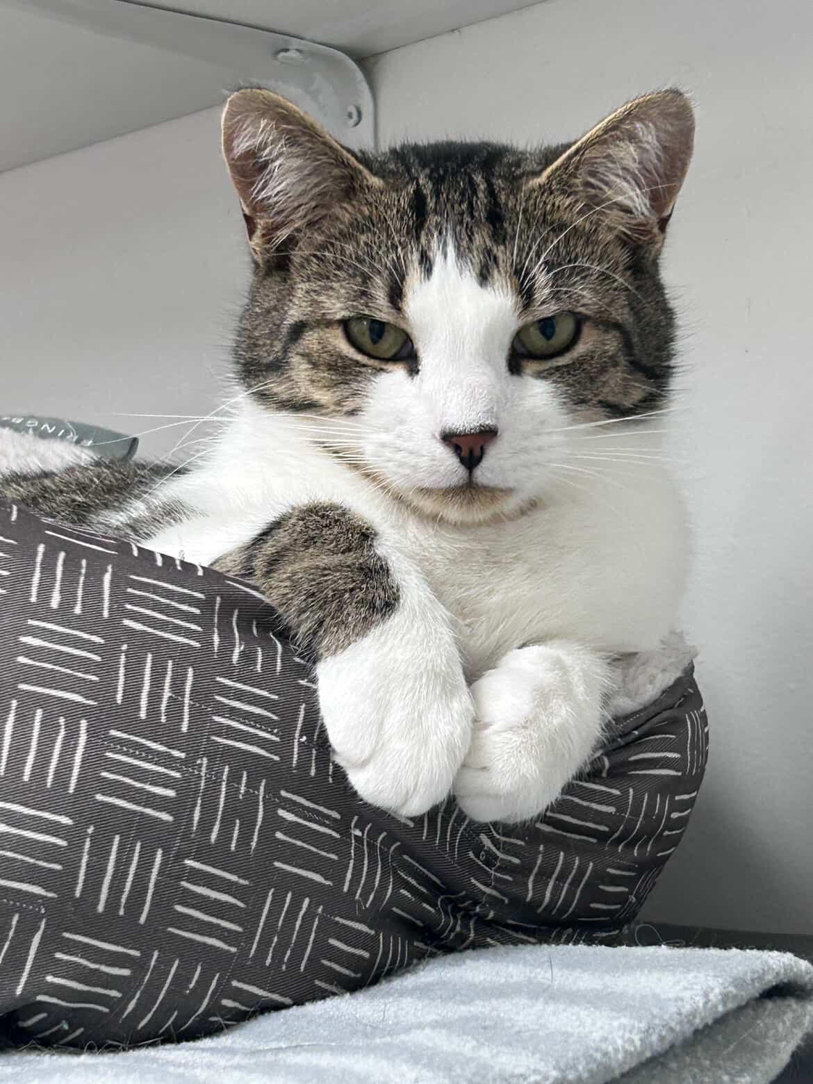 Canopy (Bonded with Burble), a Adoptable Tabby in Maple Ridge, BC image 1/6