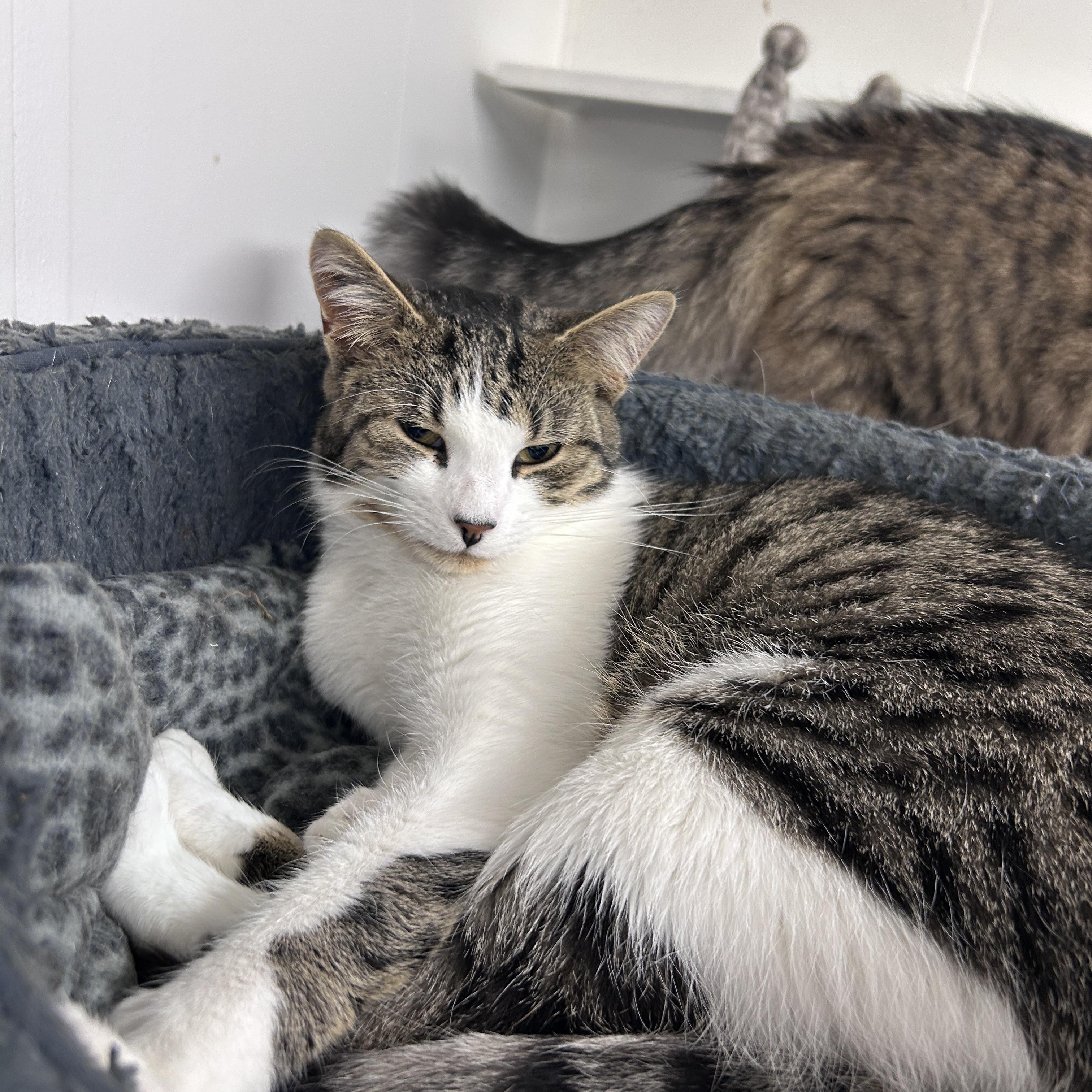 Canopy (Bonded with Burble), an adoptable Tabby in Maple Ridge, BC, V2W 1A4 | Photo Image 4