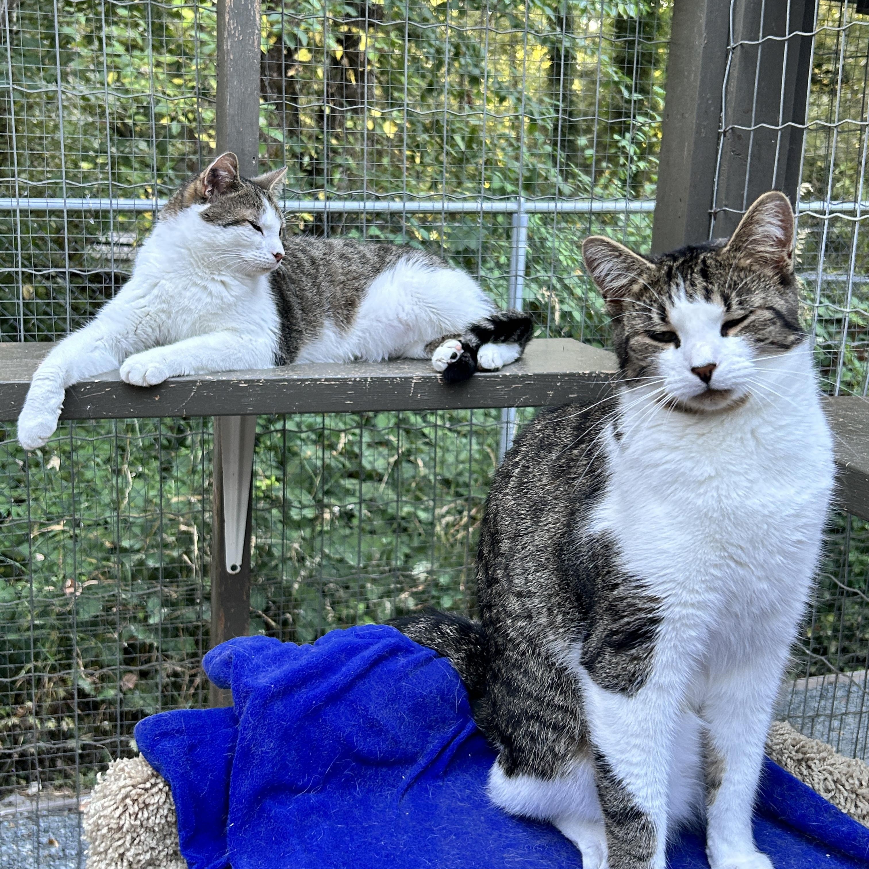 Canopy (Bonded with Burble), an adoptable Tabby in Maple Ridge, BC, V2W 1A4 | Photo Image 2
