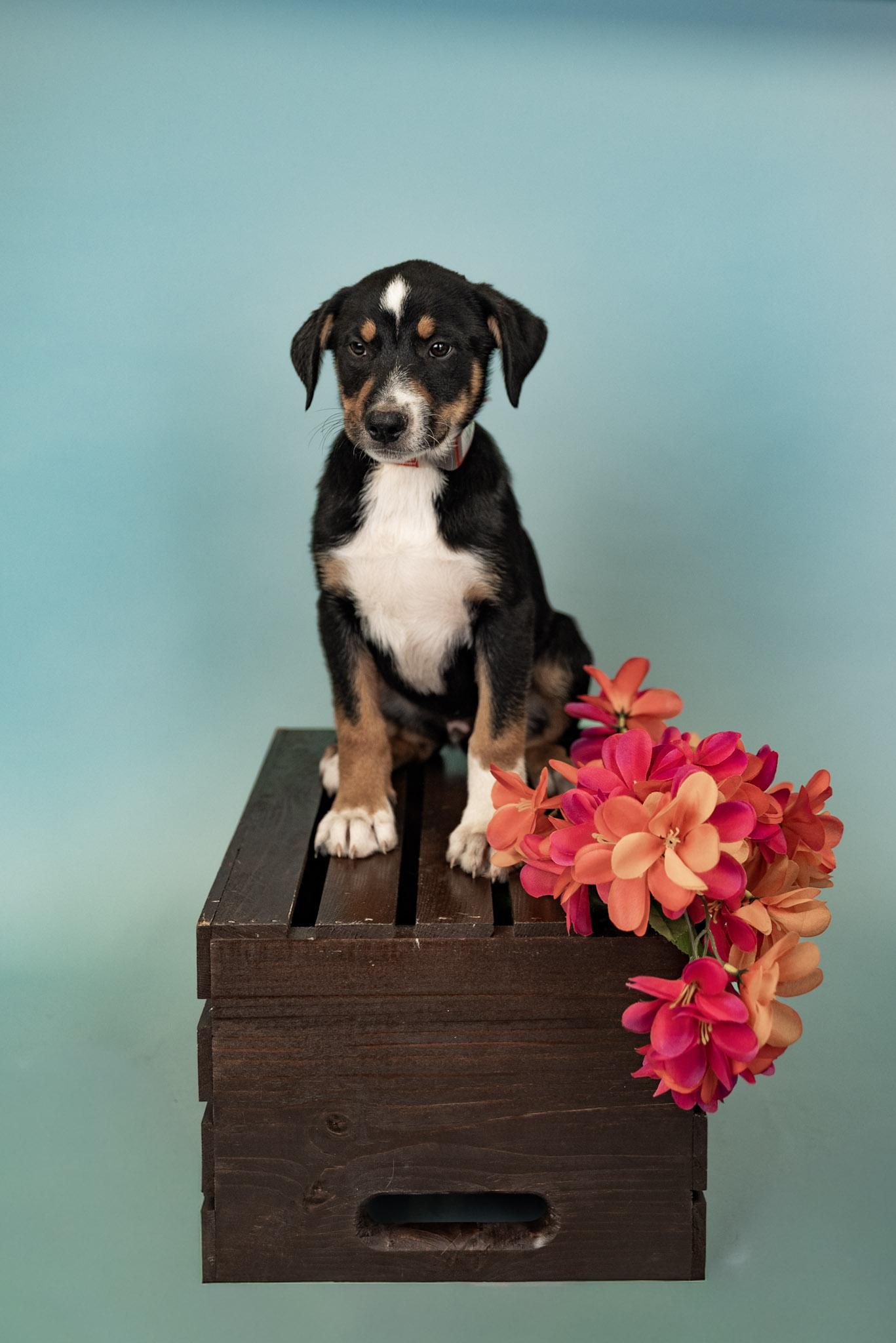 589-26, ADOPTABLE, Puppy Male Shepherd.