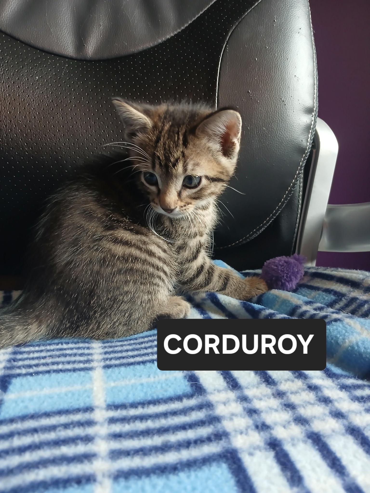 Corduroy
