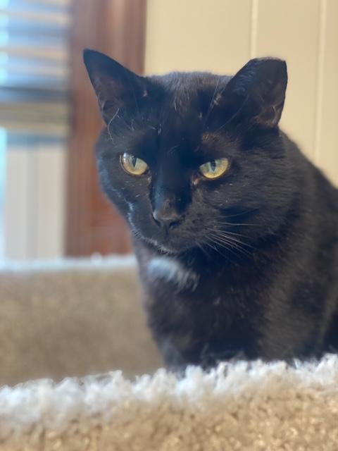 Raven, a Adoptable Domestic Short Hair in Plainville, MA image 1/4