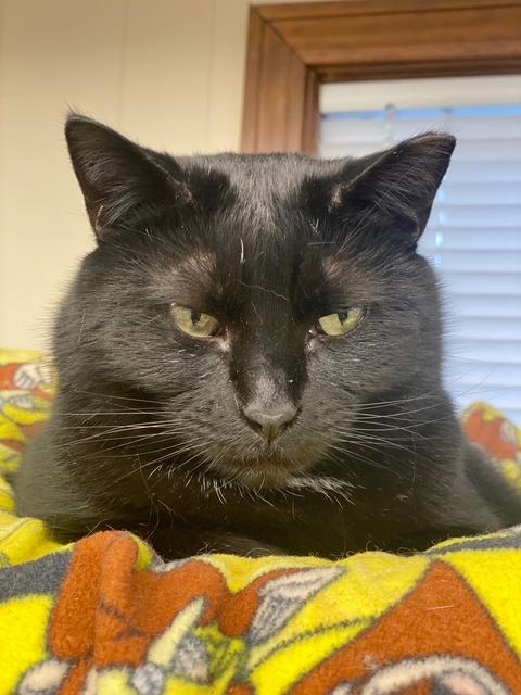 Raven, a Adoptable Domestic Short Hair in Plainville, MA image 2/4