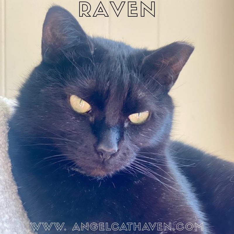 Raven, a Adoptable Domestic Short Hair in Plainville, MA image 3/4