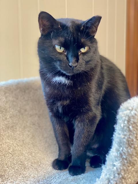 Raven, a Adoptable Domestic Short Hair in Plainville, MA image 4/4